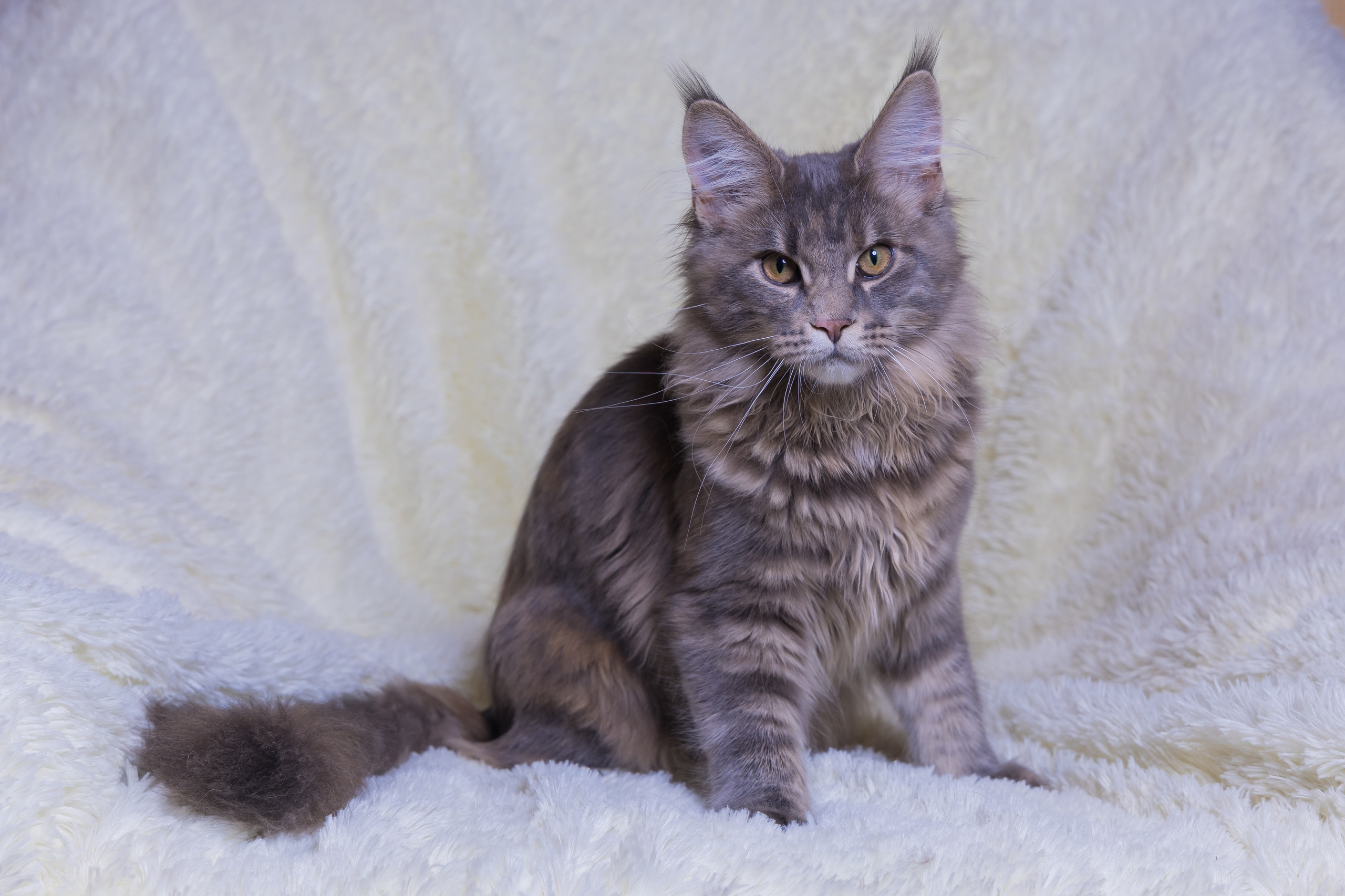 Котики. Photomantis