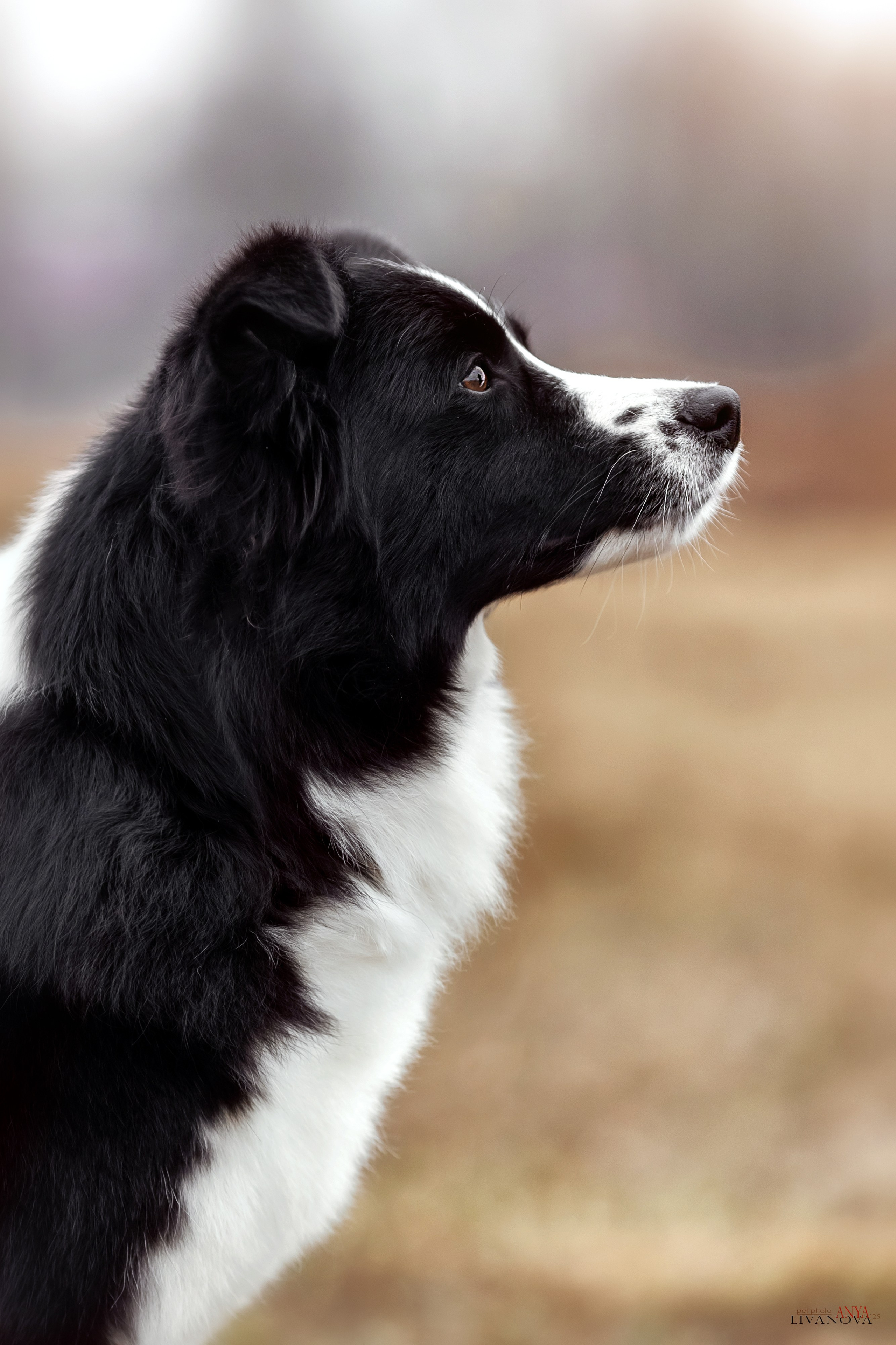 Майли. Фотограф анималист Аня Ливанова | Рыбинск
