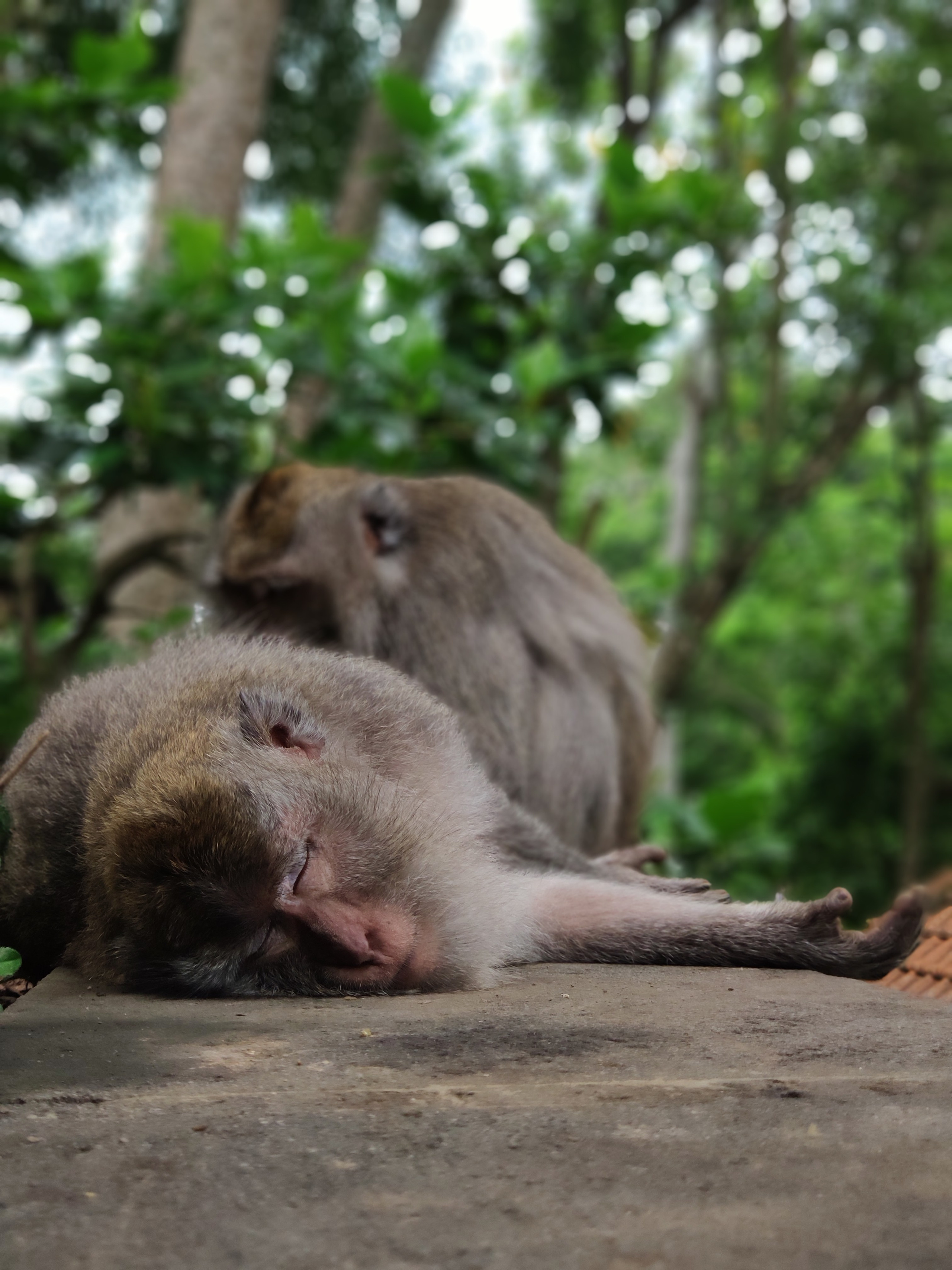 Indonesia (Bali Island). Фотограф Алексей Федорищев