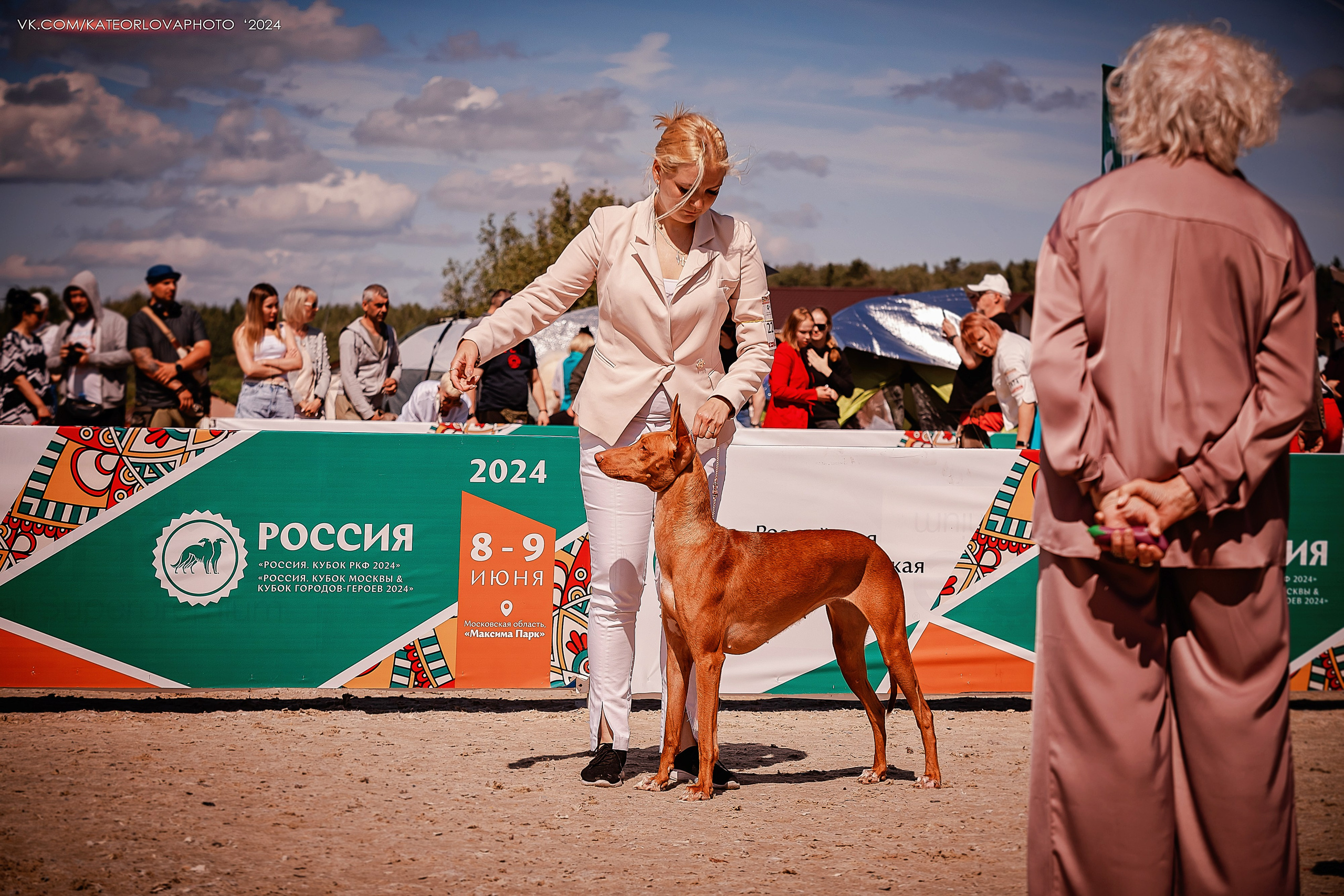 Фотосъемка собак, щенков, на выставках, фотограф анималист Россия воронеж. Питомник собак Акита, Хаски, Корги