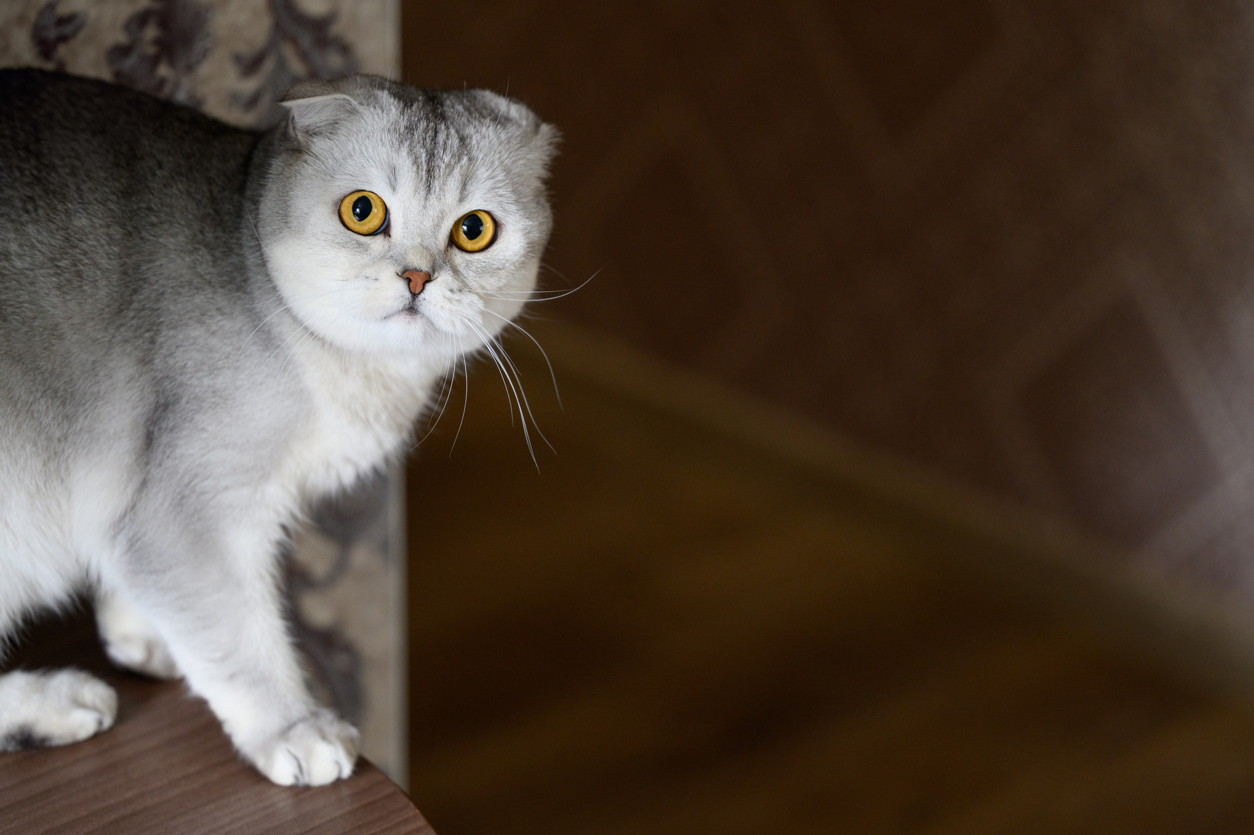 Алексей и Даша. Главная