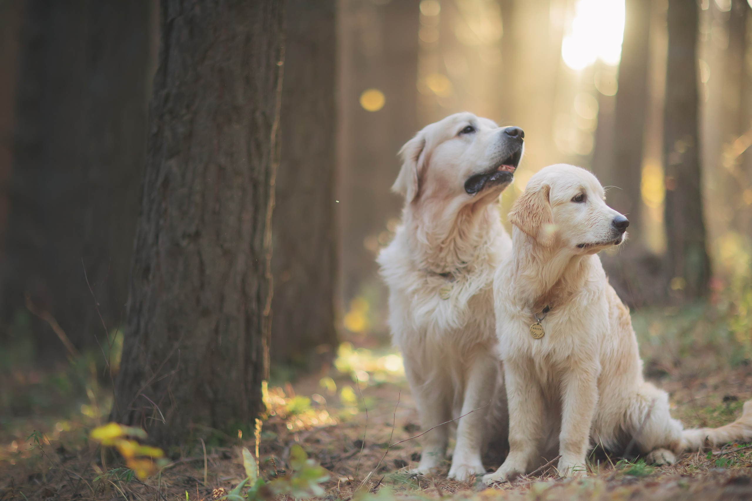 Снежик и Веста. Свадебный и женский фотограф