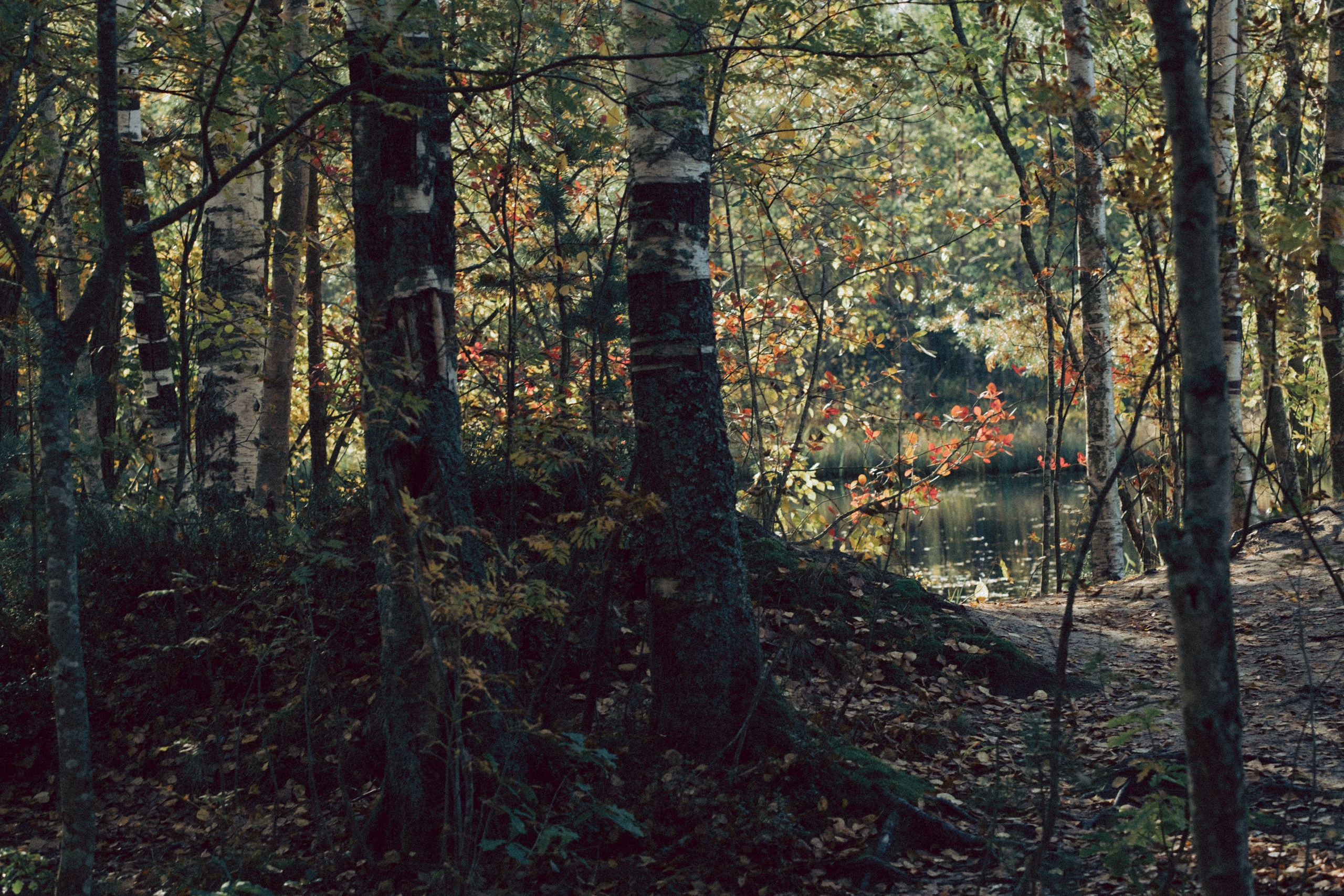 Осеняя прогулка. Профессиональный фотограф, Санкт-Петербург — Виктория Богомолова
