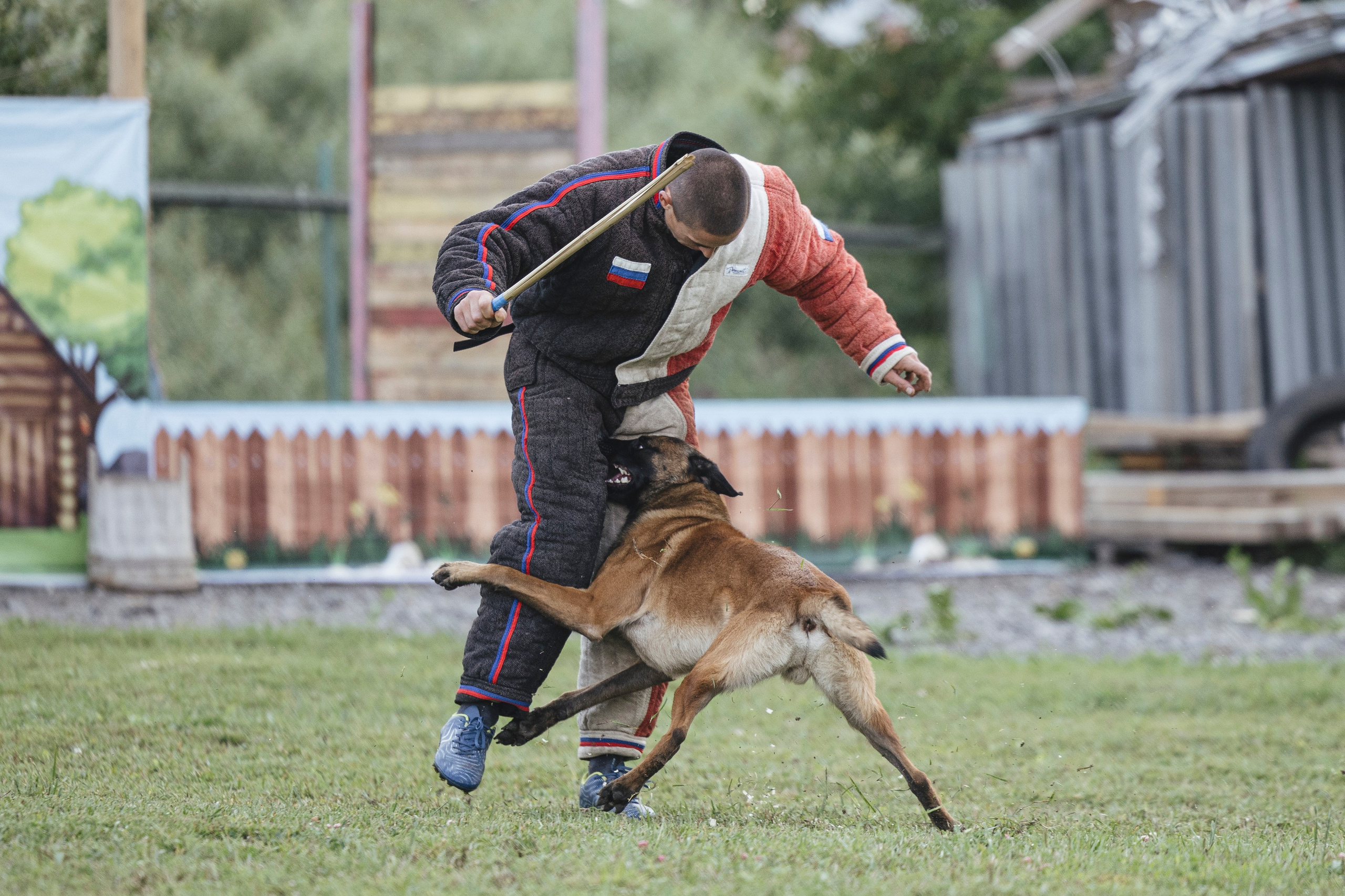 08.08.25-10.08.25 ЧР по мондьорингу г. Вологда. Фотограф-анималист Анна Маринич