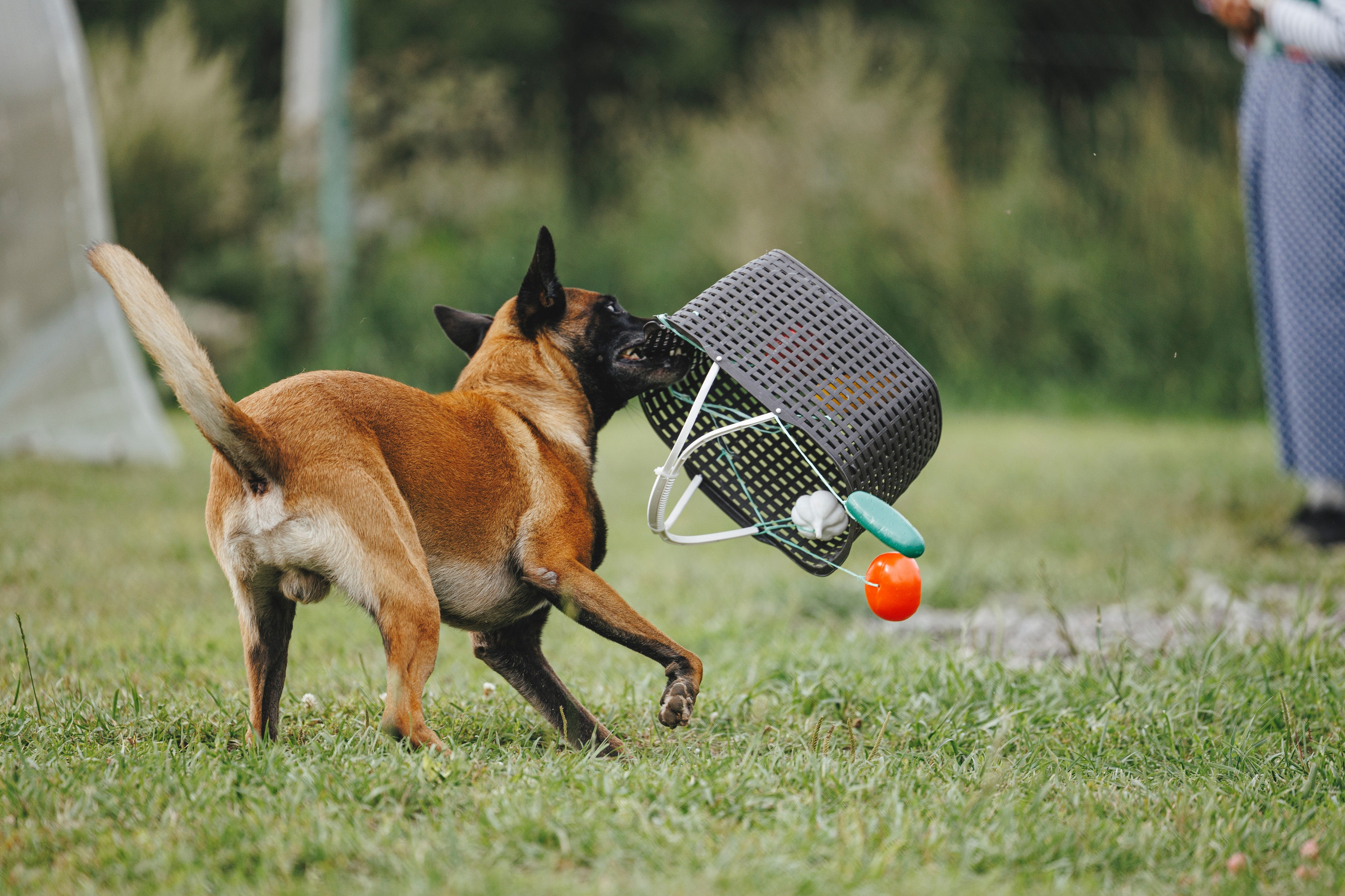 08.08.25-10.08.25 ЧР по мондьорингу г. Вологда. Фотограф-анималист Анна Маринич