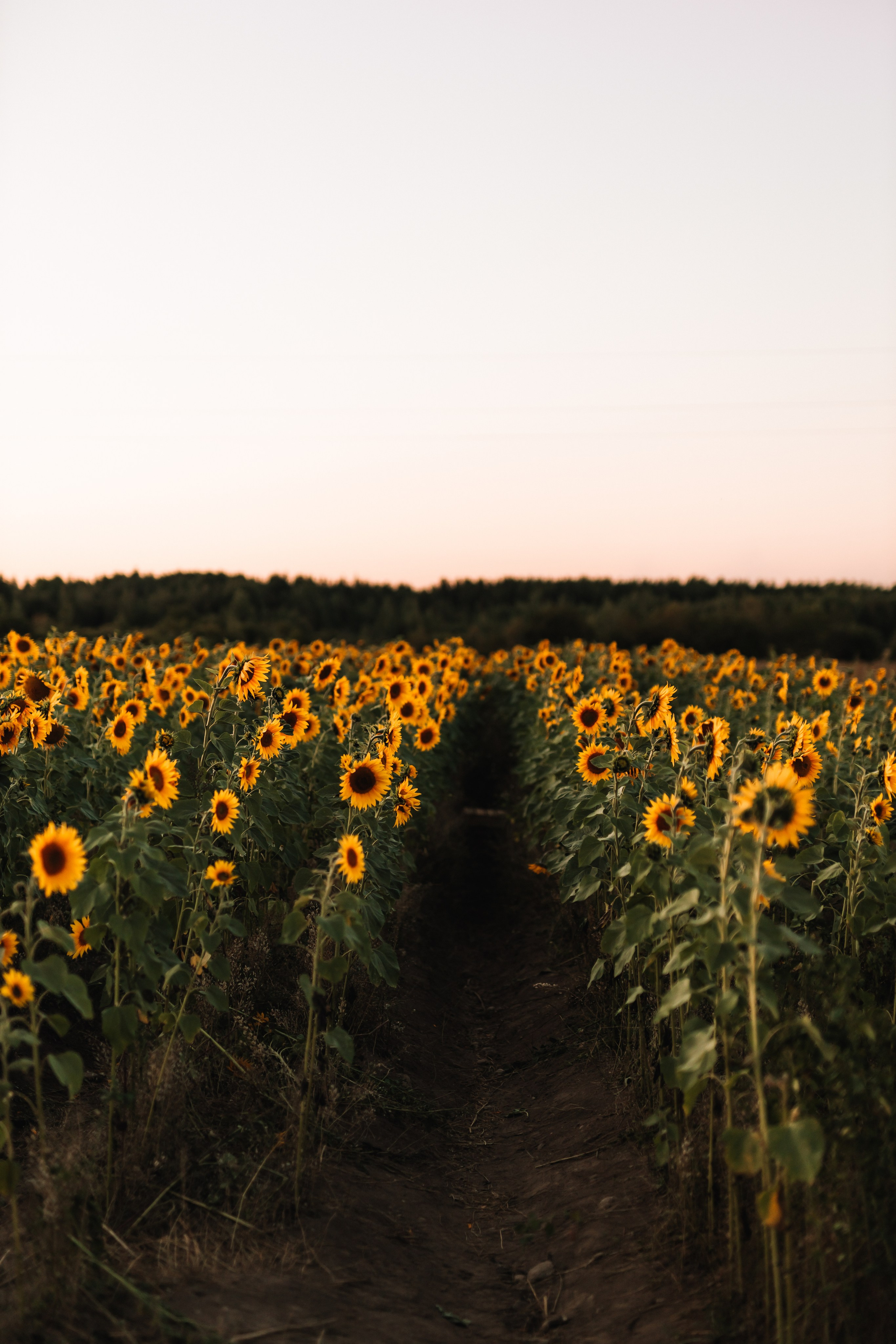 Света. Свадебный фотограф СПб Евгения Орлова