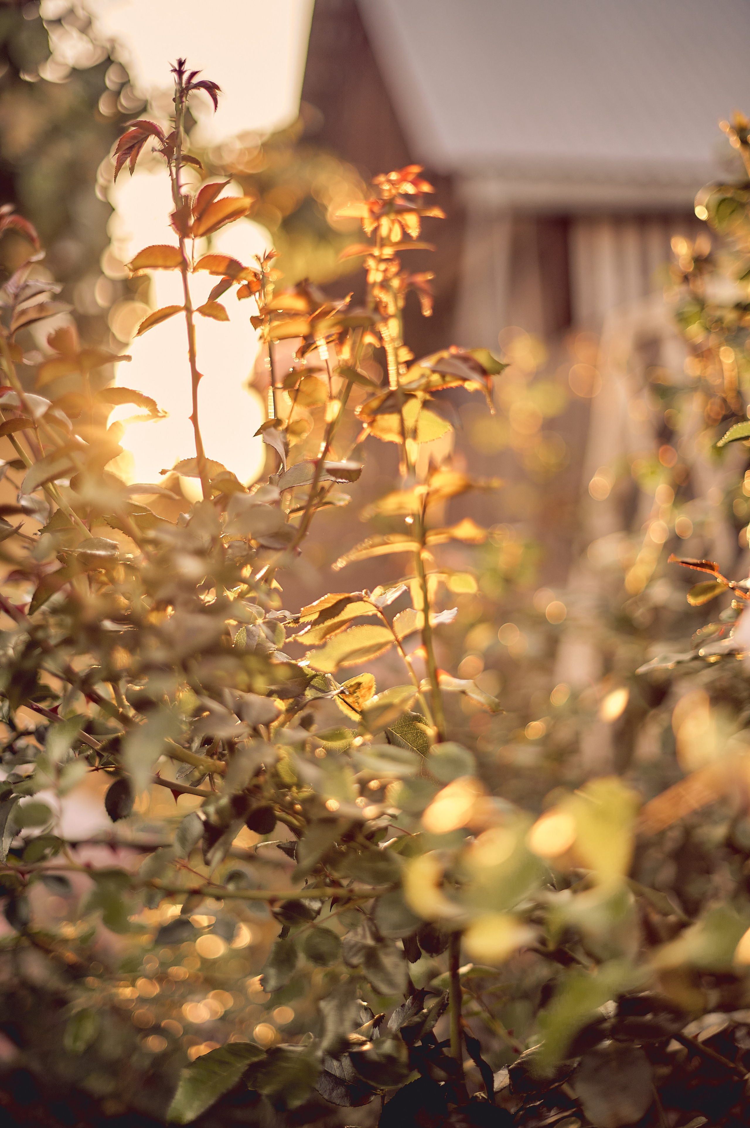 МАРТУШЕ 18. Свадебный и семейный фотограф РИТА БОЧКАРЁВА