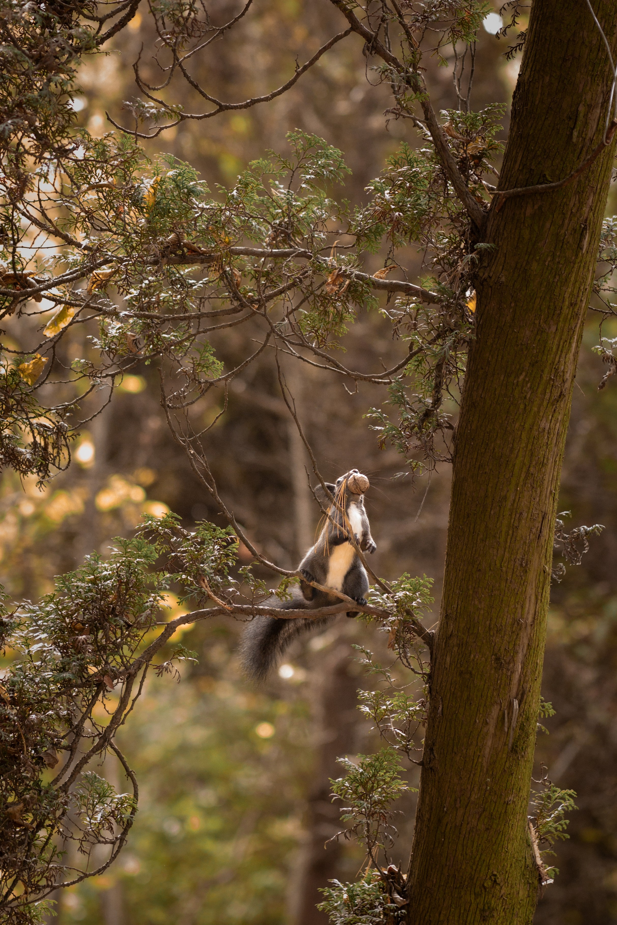 Свадьба Жени и Насти. Фотограф во Владикавказе Юрий Геворгизов