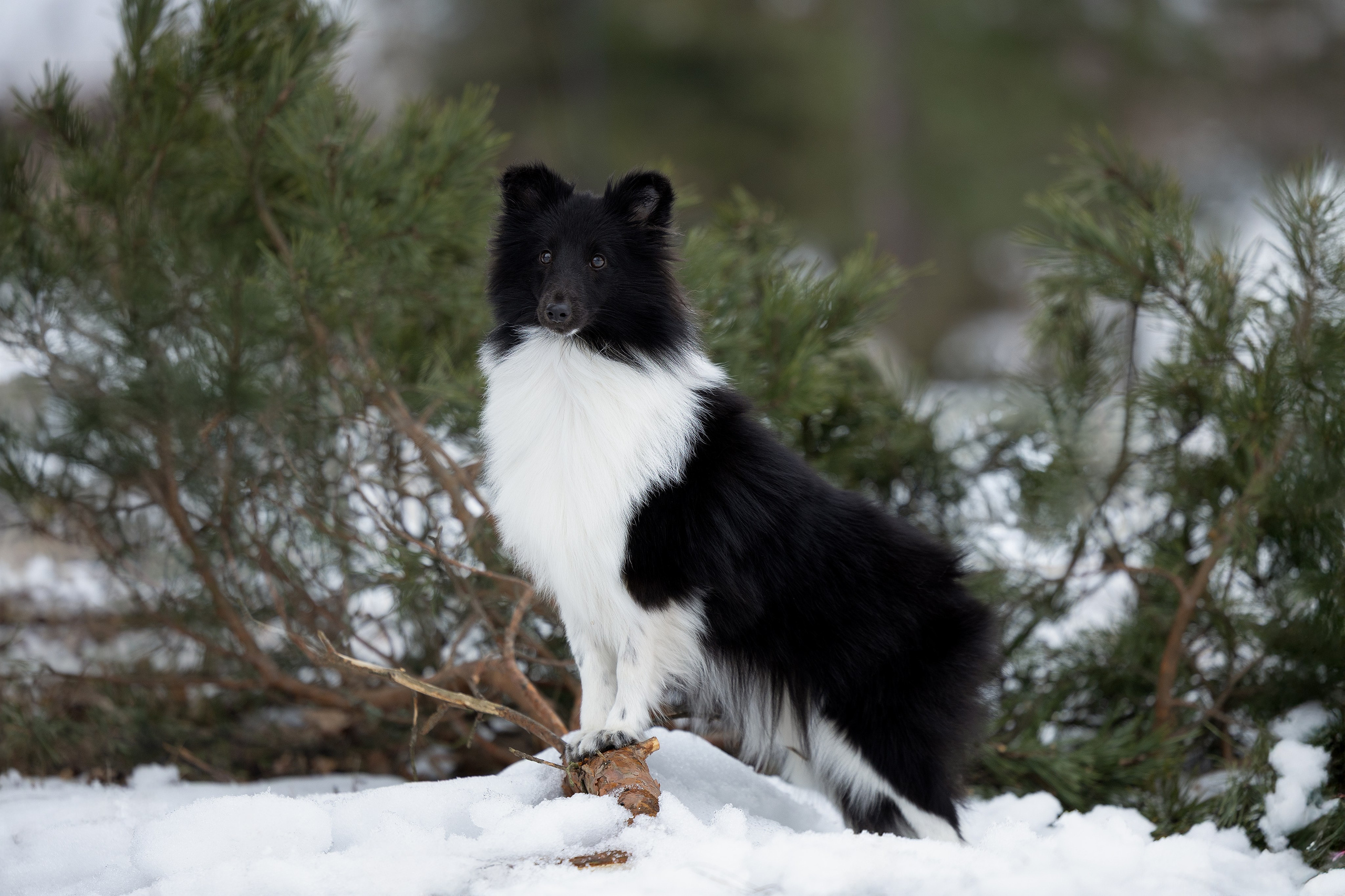 Питомник Стэйсилайн. Мои работы