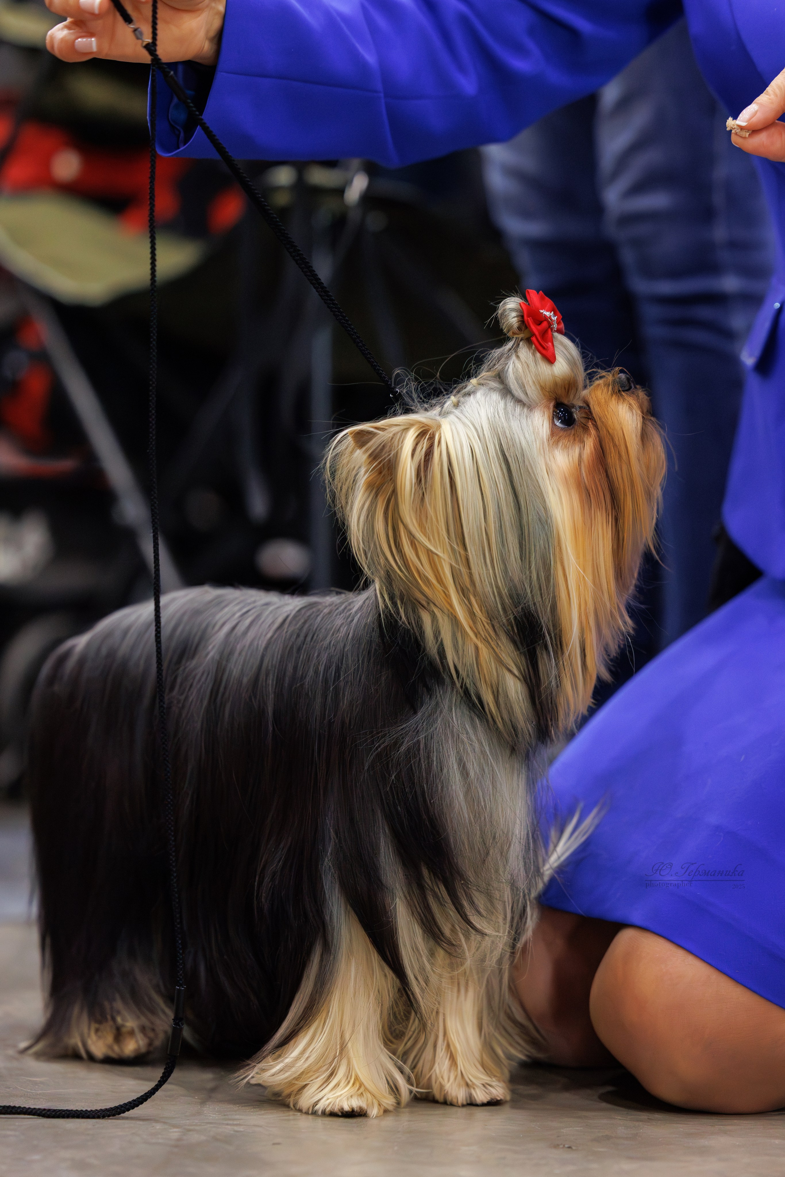 Питер 12-13.12.2025. Фотограф-анималист Юлия Германика