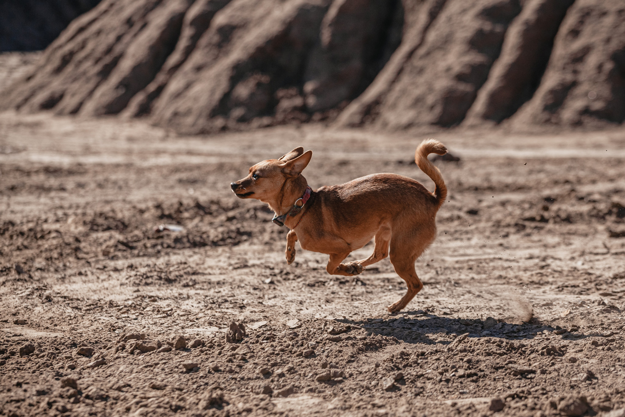 Кондуки. Фотограф-анималист Татьяна Степанова
