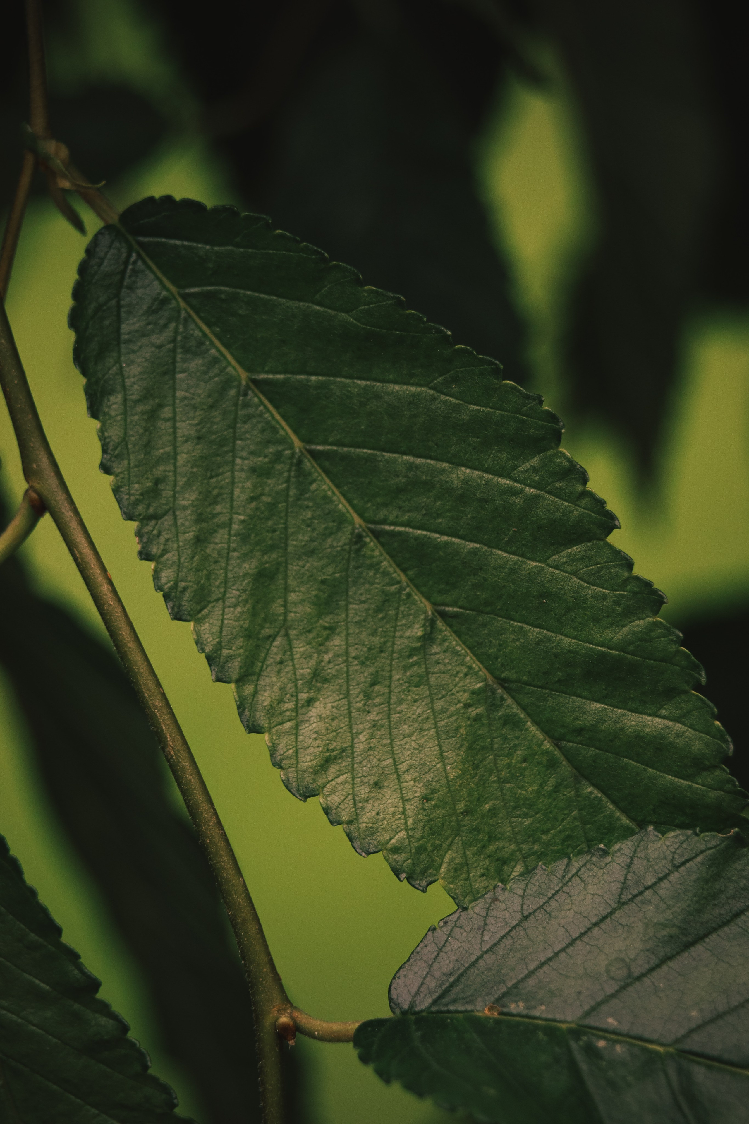 Т Е П Л Ы Й — З Е Л Е Н Ы Й. — Digital Noise —