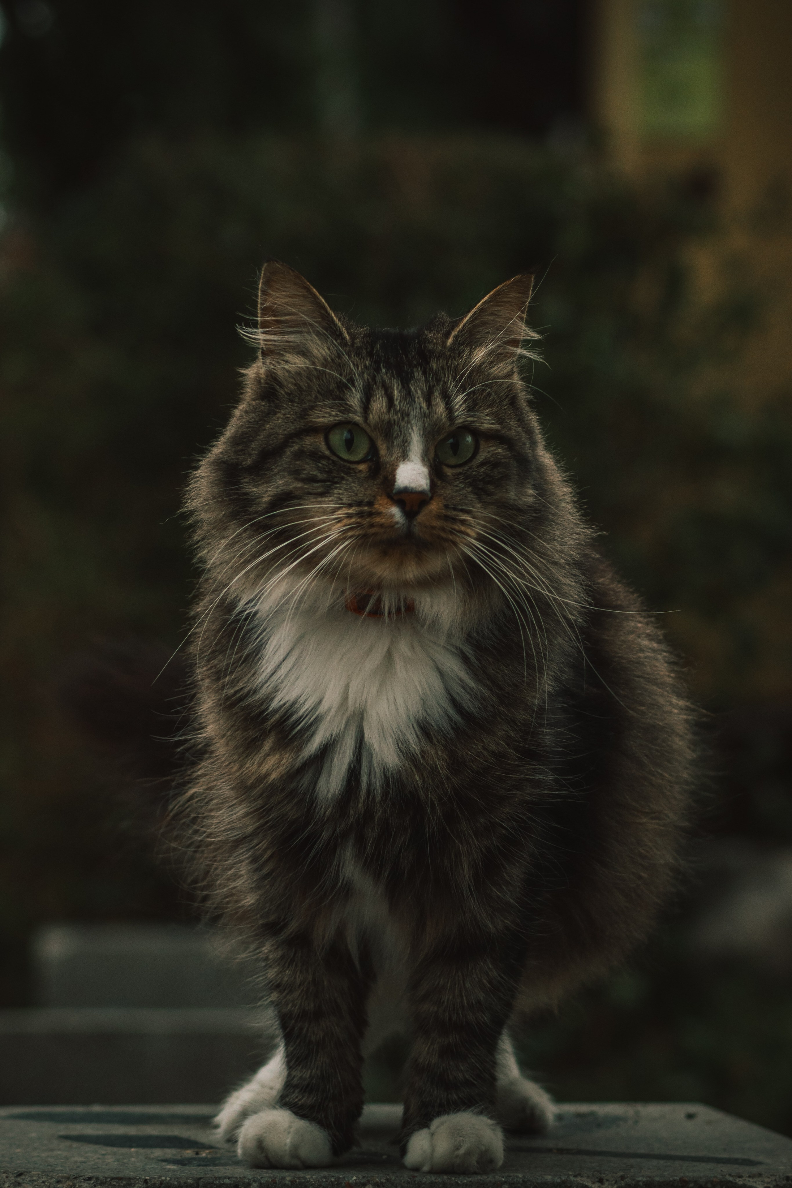 Р А З Н Ы Е — К О Т Ы. — Digital Noise —