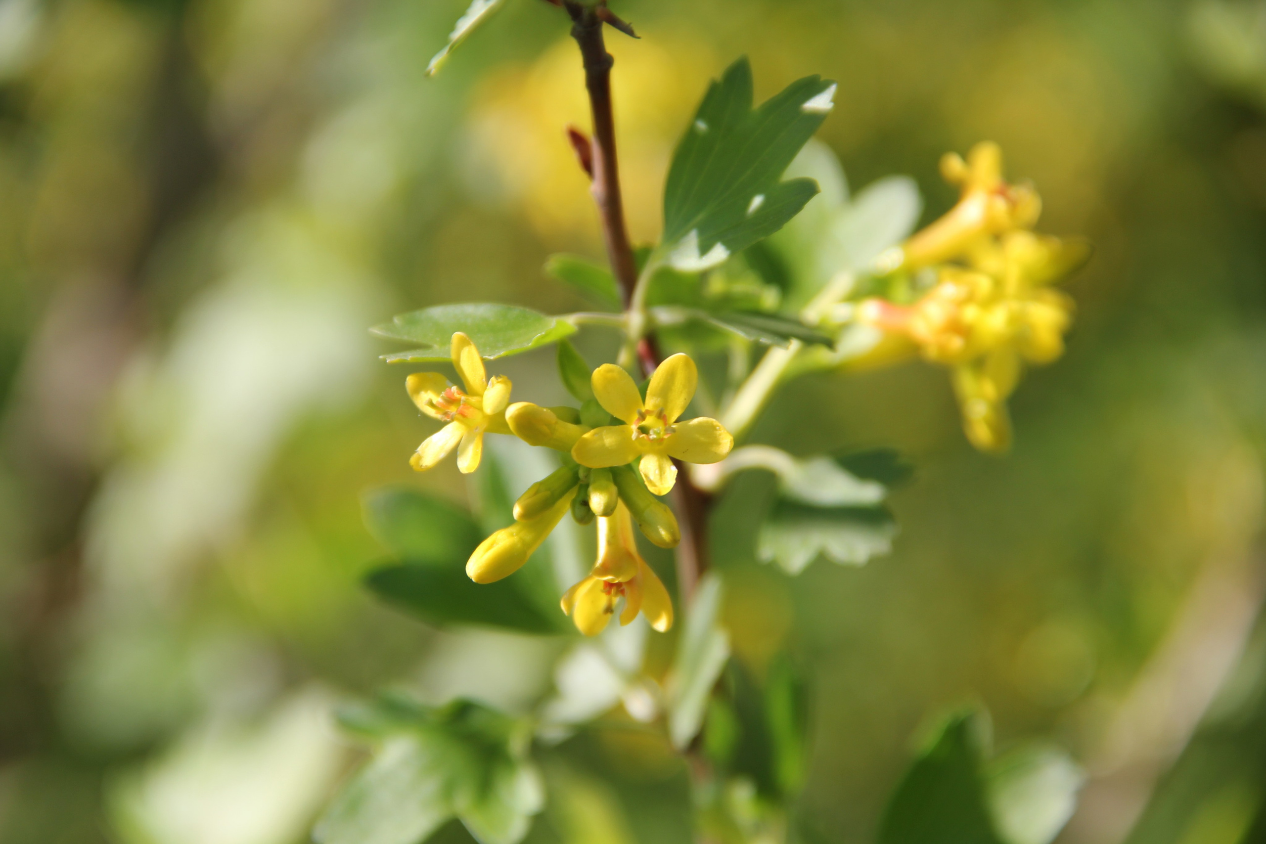 Весна. Ваш фотограф Северск | Томск