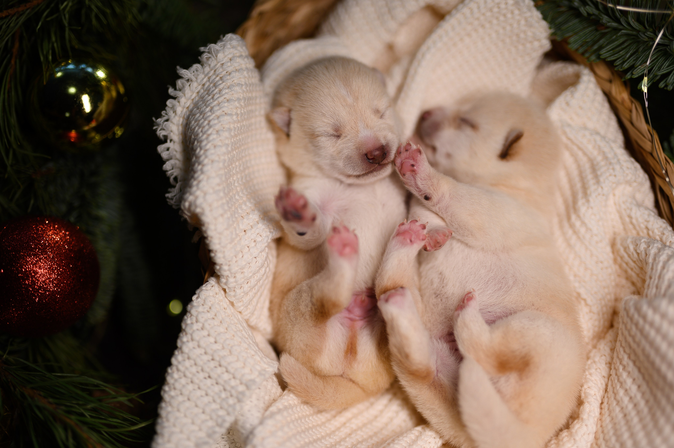 Мамесиба. Фотограф анималист в Москве Ольга Агушева