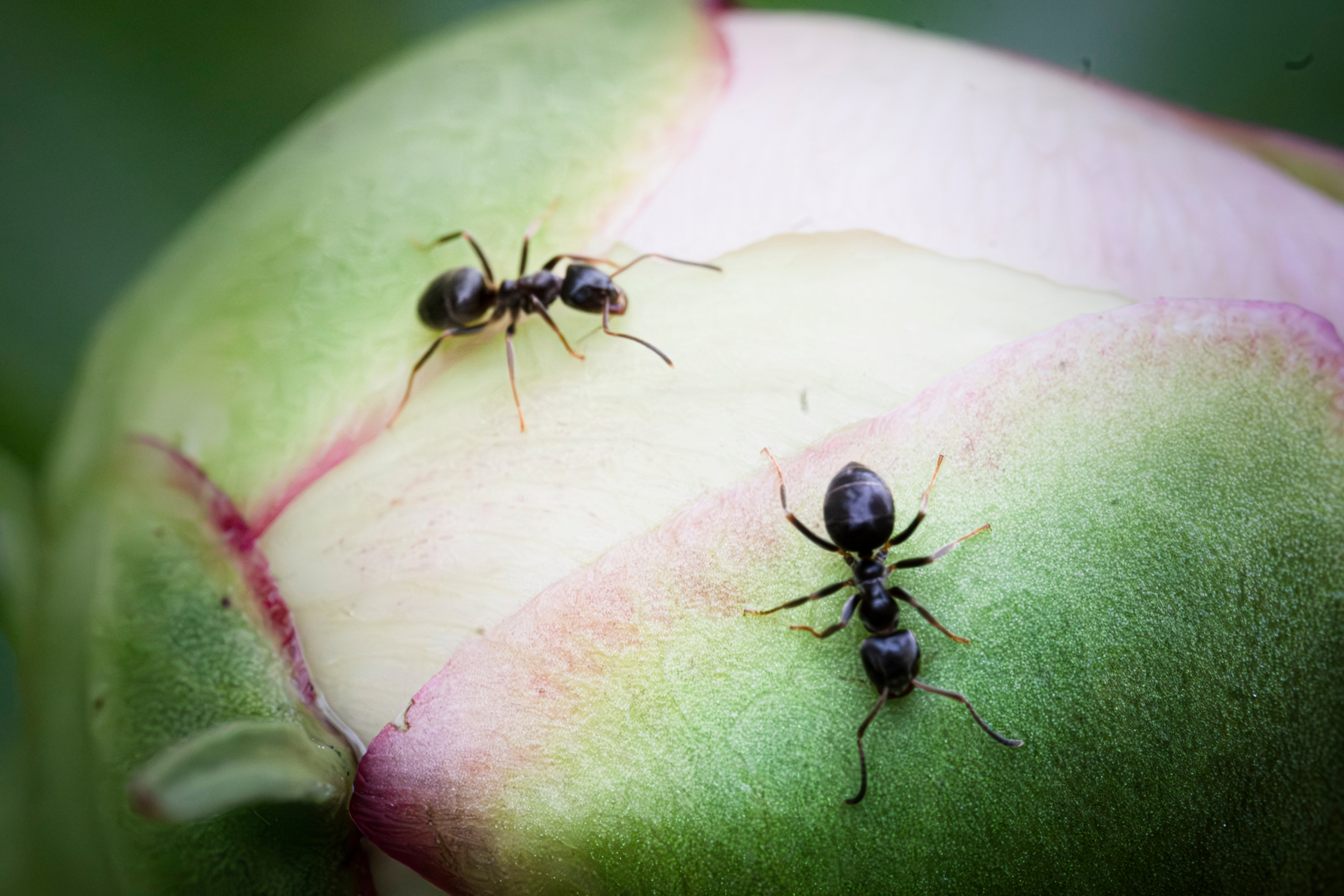 Макро жизнь. KRUTOVA_фотографирую жизнь