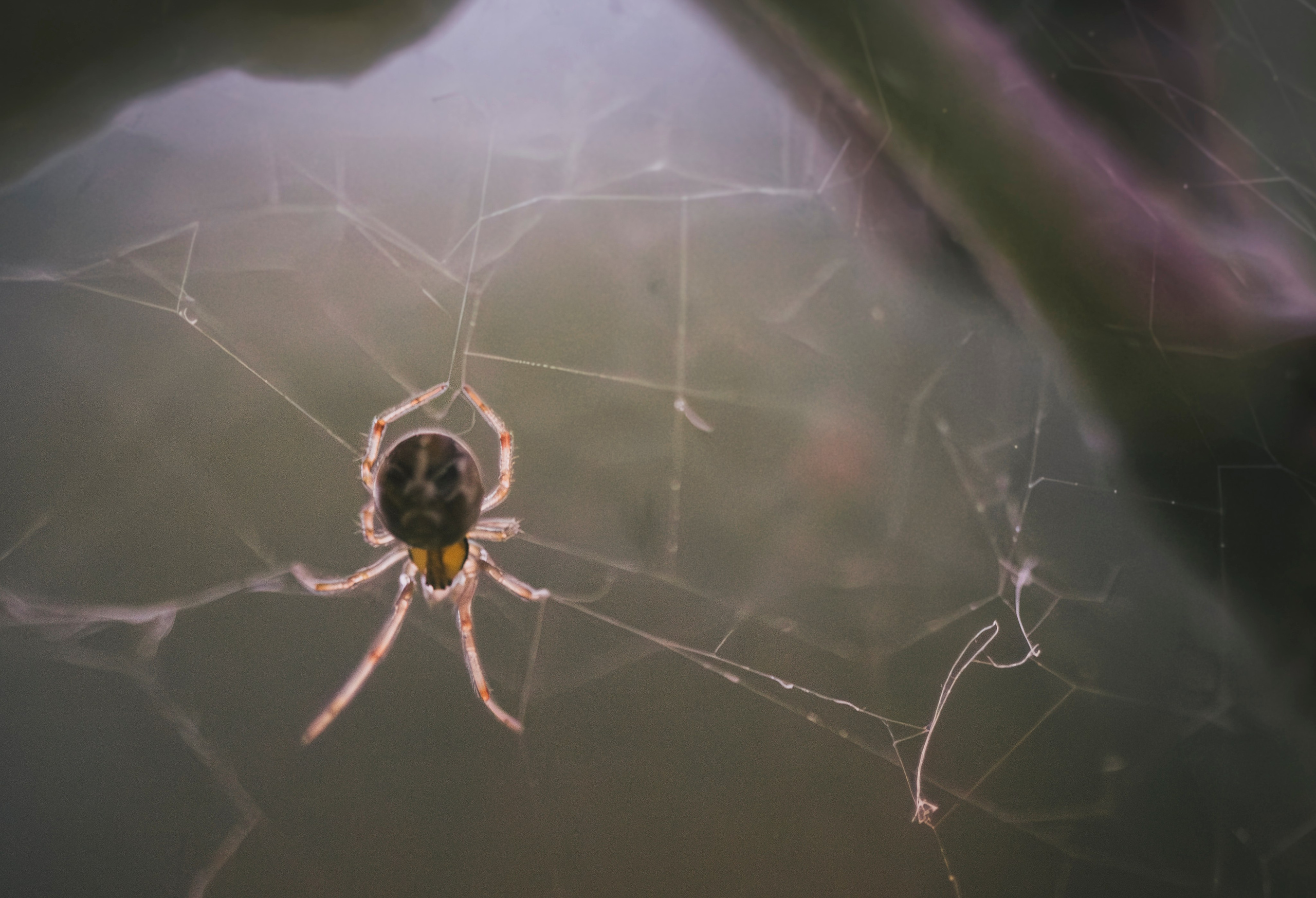 Макро жизнь. KRUTOVA_фотографирую жизнь