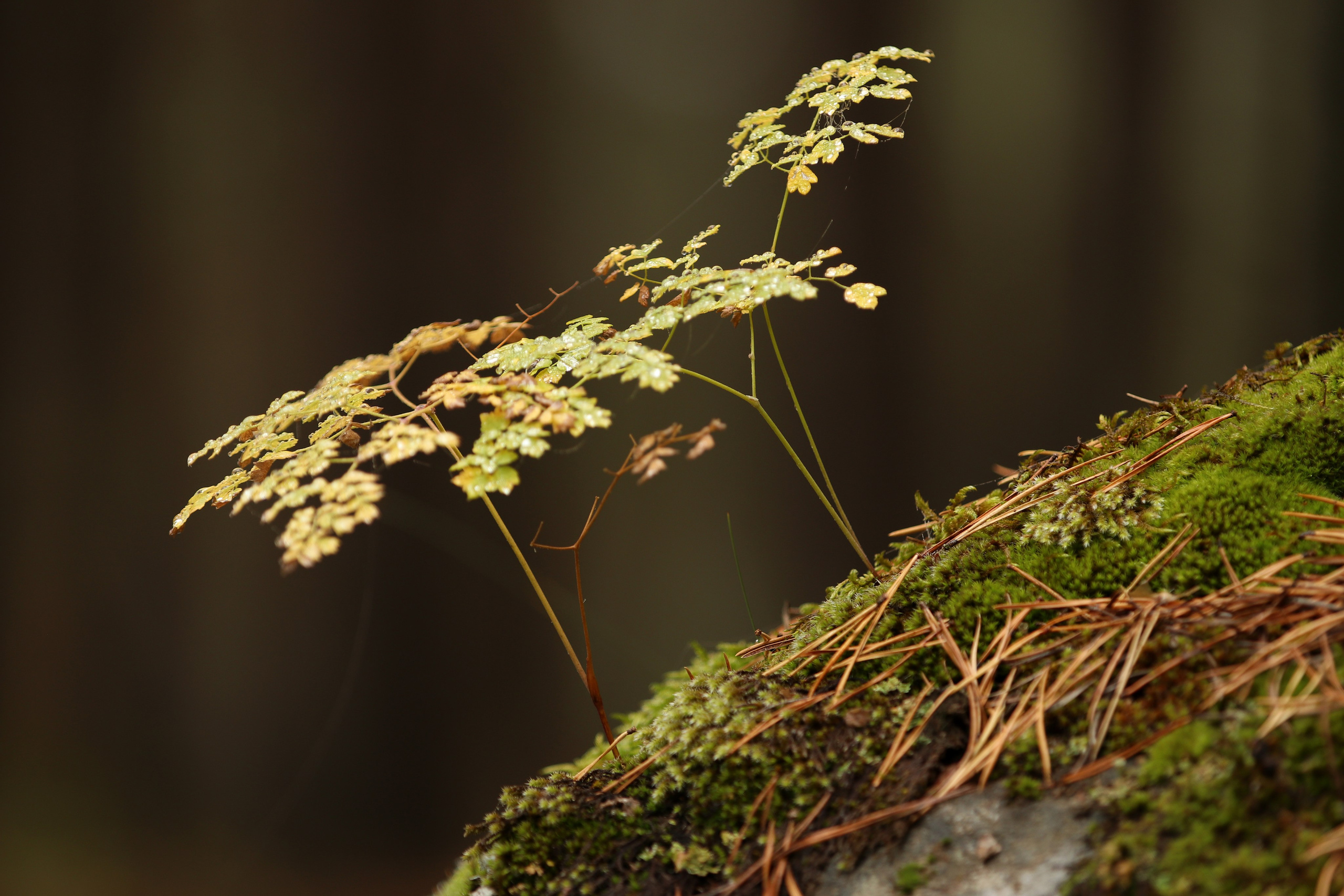 Приэльбрусье. Сентябрь 2024. Путешественник-фотограф из Санкт-Петербурга Татьяна Свистулина