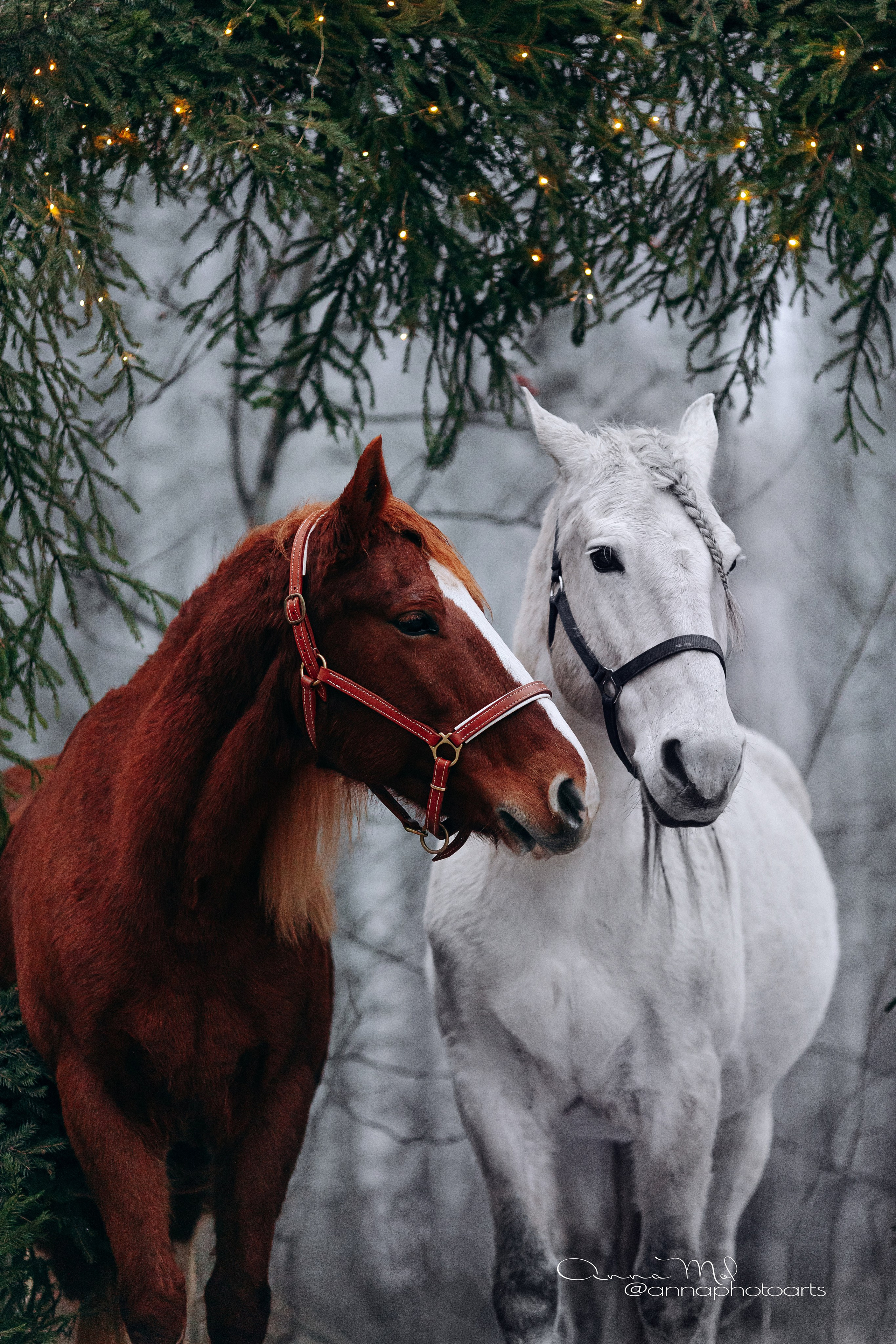 Тариф Новогодний 2025-2026. Анна Молчанова конный фотограф в Тюмени | фотосессии с лошадьми Тюмень