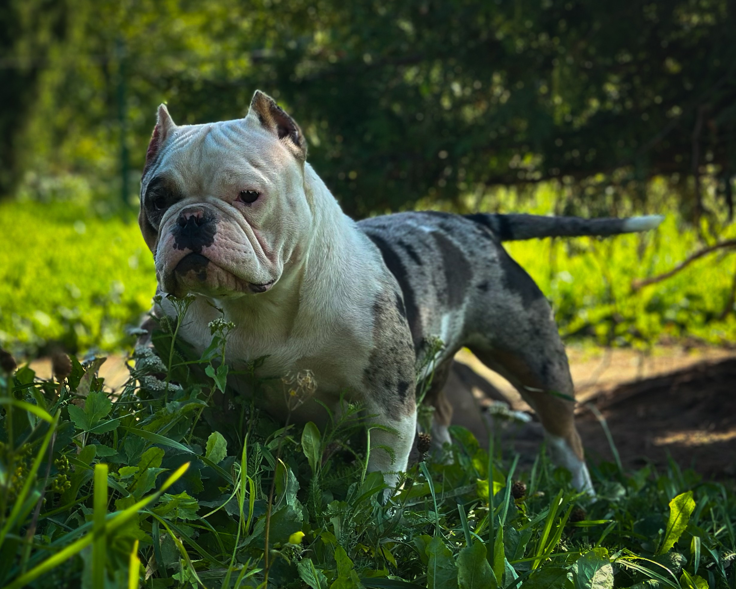 Saint-P Bully's Dynasty. Питомник американских булли Bounty Pride Bully