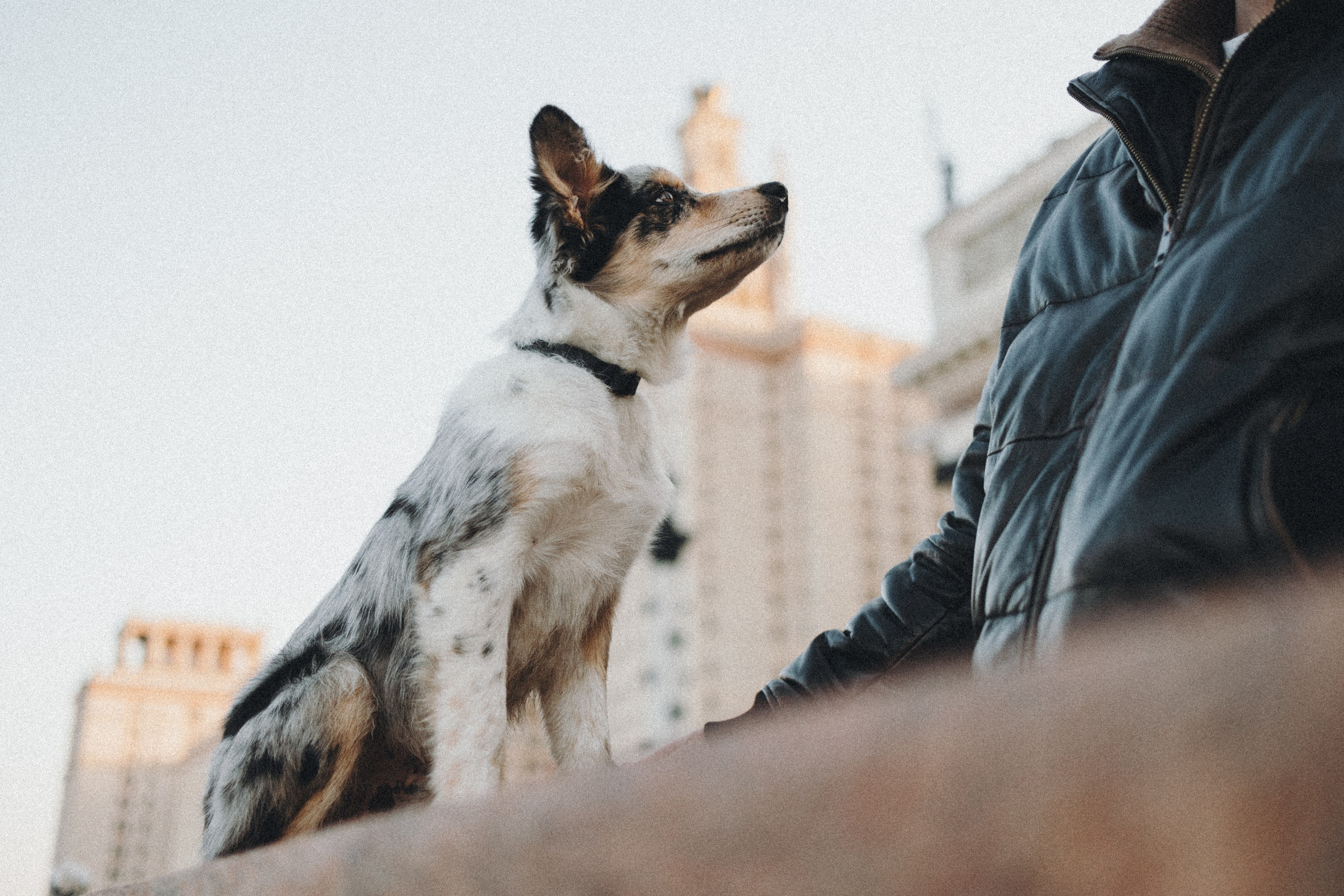 Балу и Илья. Фотограф анималист Анастасия Пикей