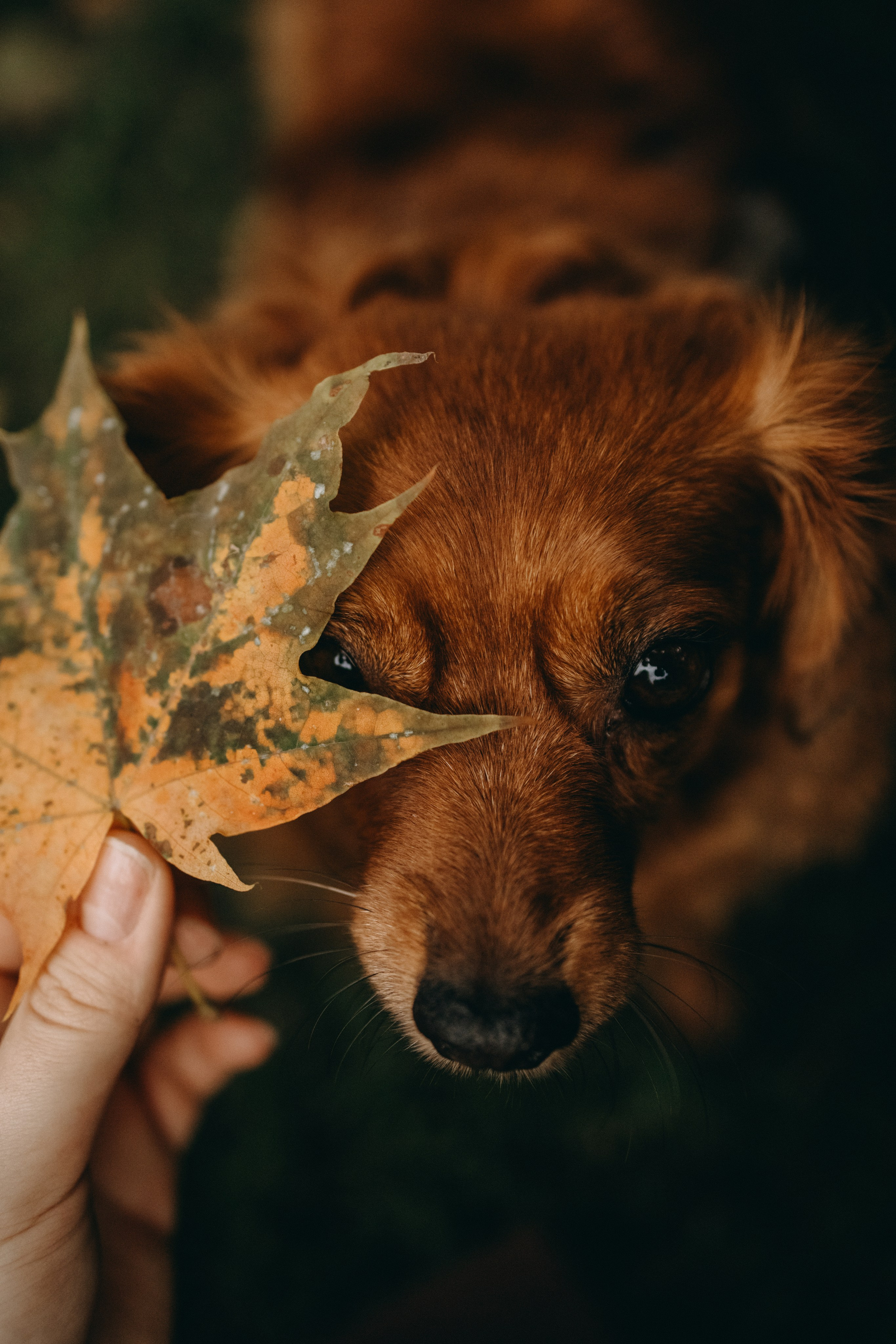 Жу и ее семья. Фотограф — Анималист | Санкт-Петербург