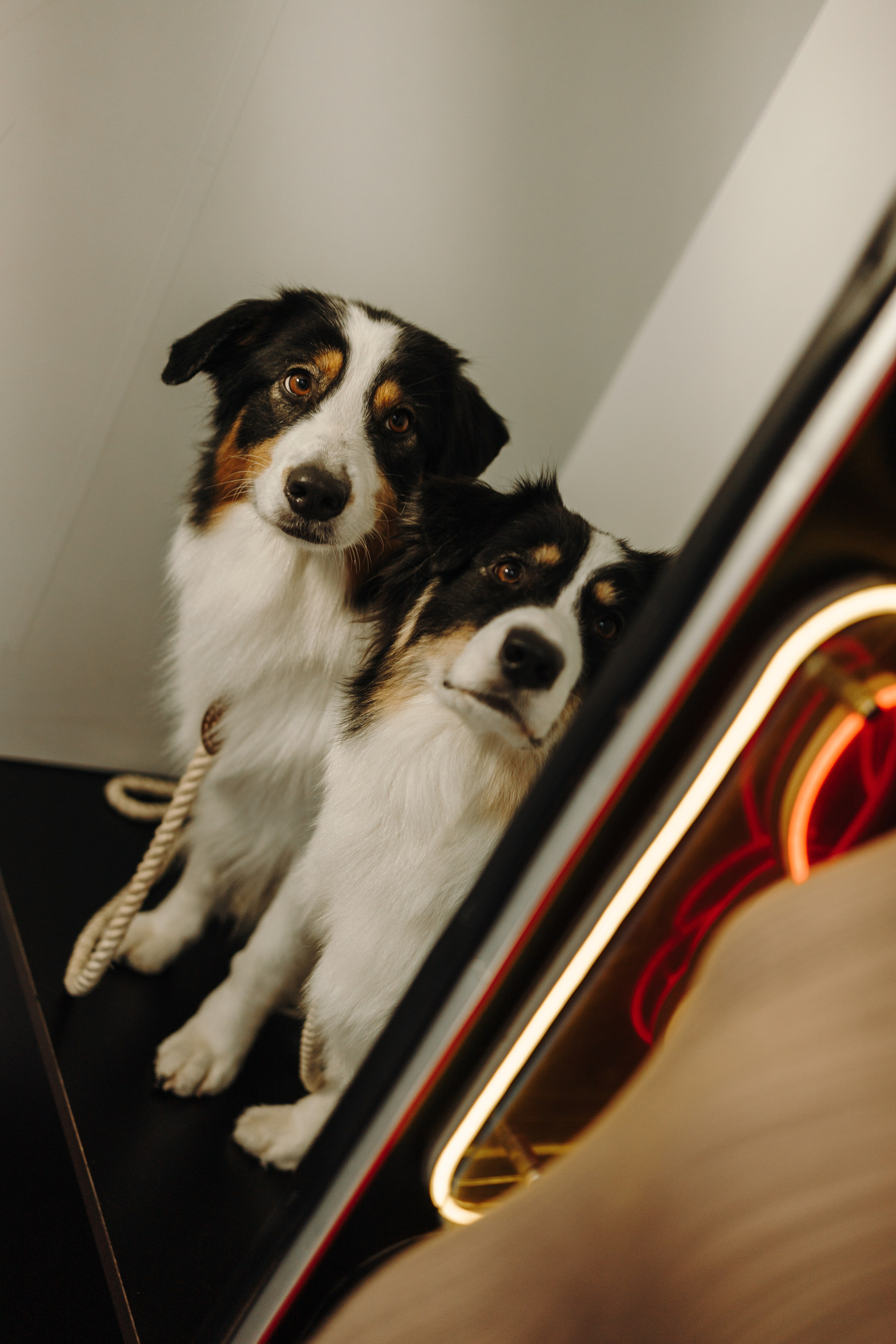 Катя и ее девочки. Фотограф — Анималист | Санкт-Петербург