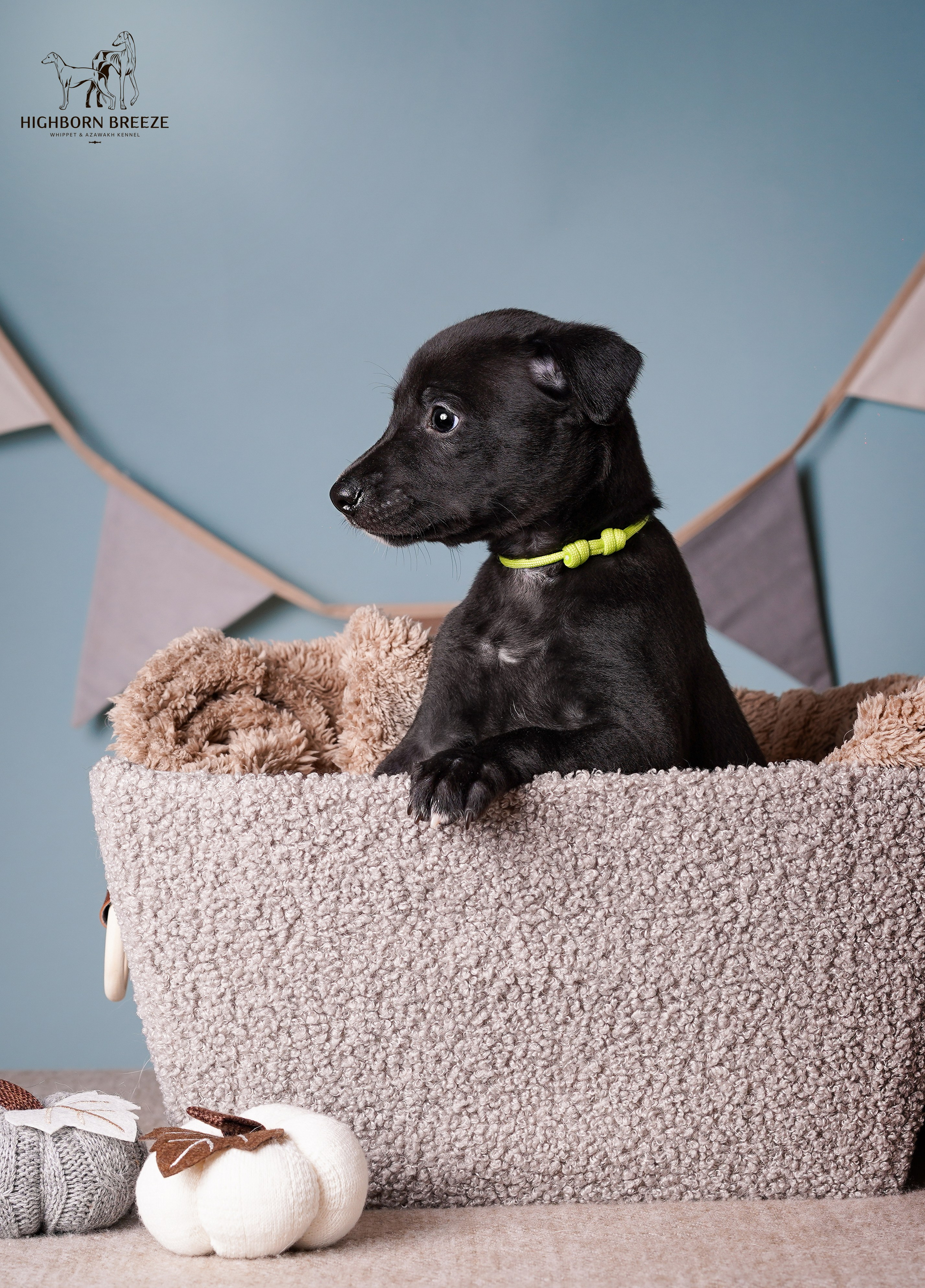Щенки уиппета. Фотограф-анималист в Санкт-Петербурге Яна Мартынова