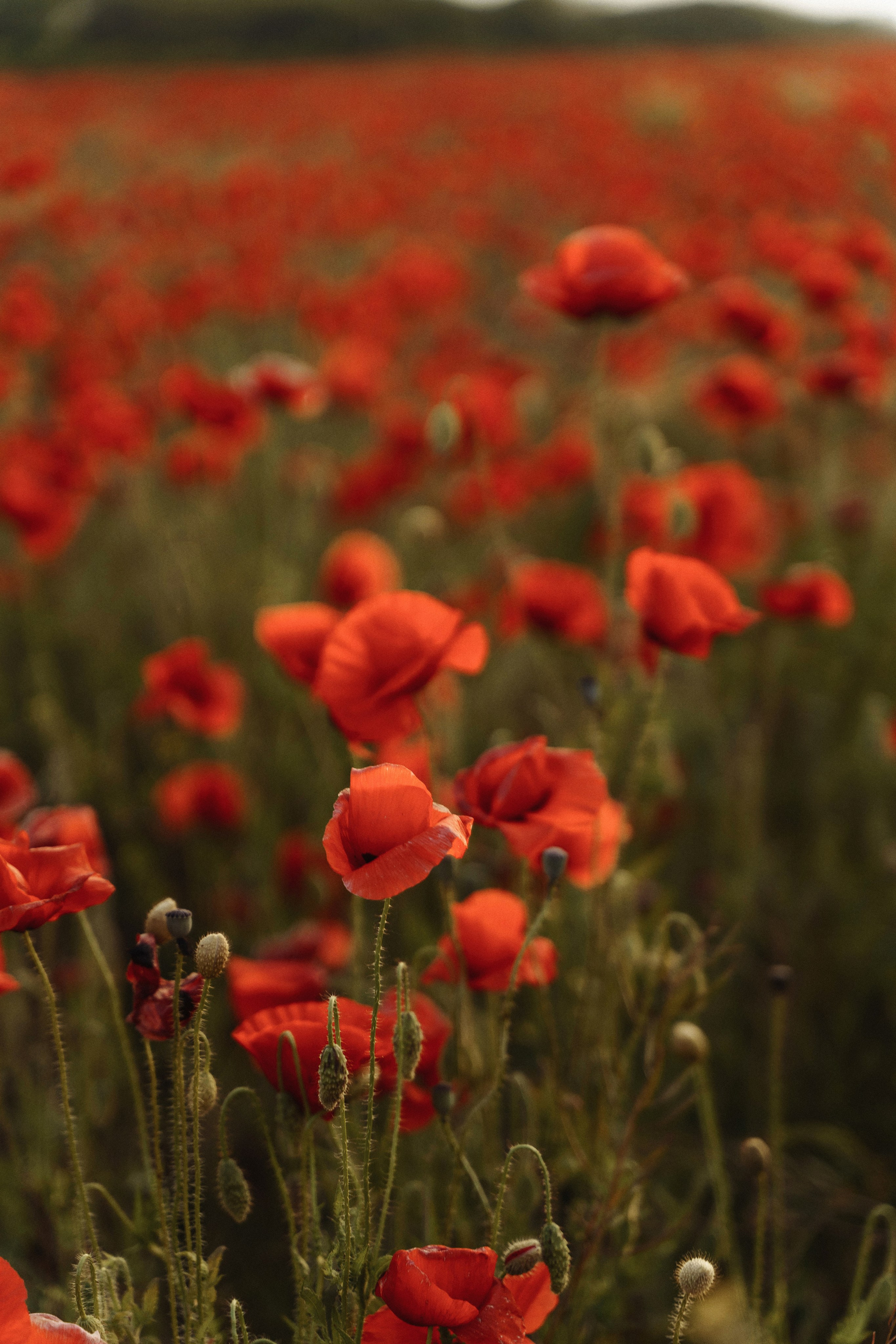 В маках. Услуги фотографа в Анапе — фотосессия для семьи, пары, женщин и мужчин | Татьяна Тагель