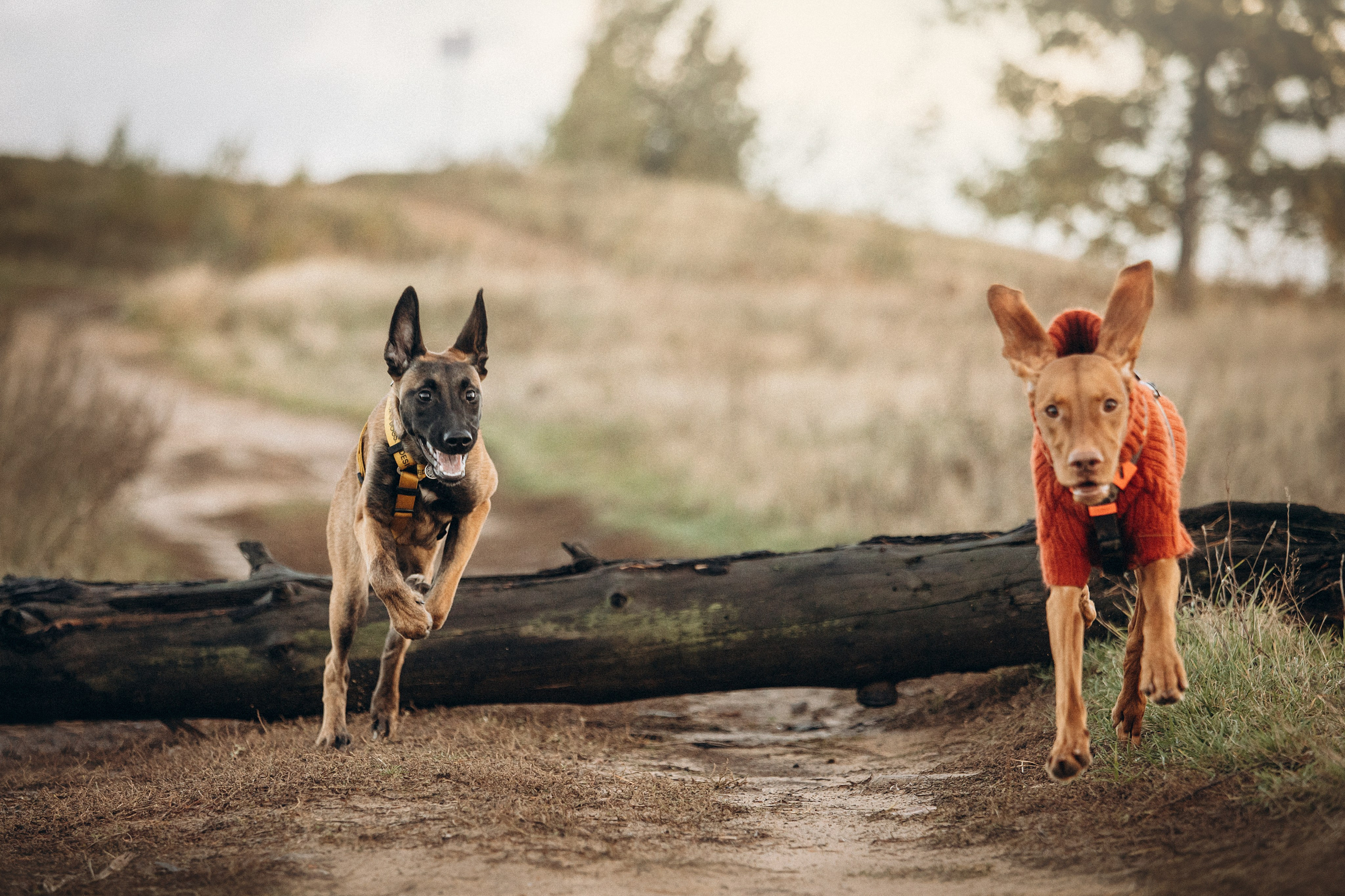 Трисс, Эста, Яся и их семья. Фотограф — Анималист | Санкт-Петербург
