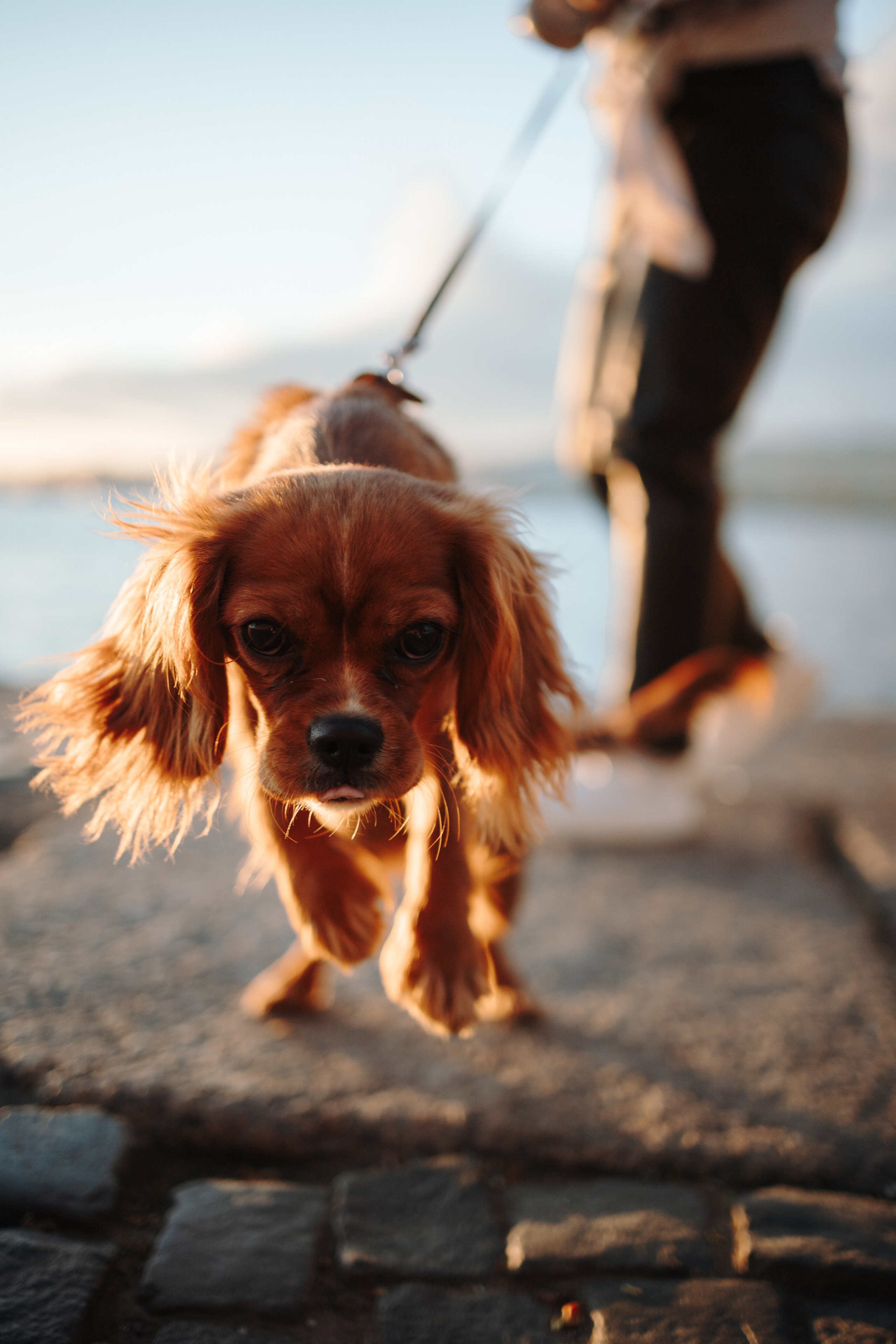 Аня, Стеша и Степан. Фотограф — Анималист | Санкт-Петербург