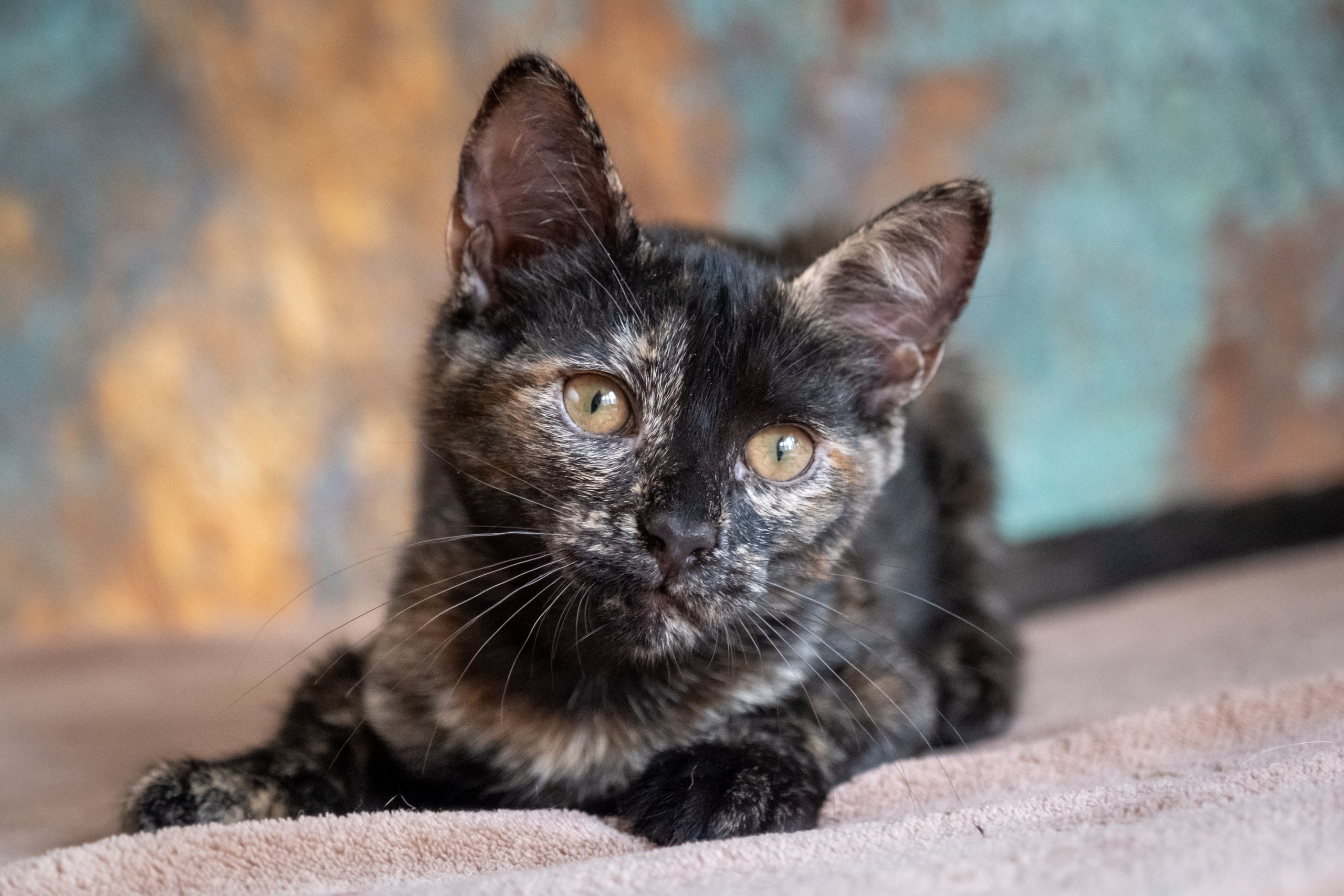 Котята для Дианы. Зоофотограф, фотограф животных в Москве и области Дина Дамоцева