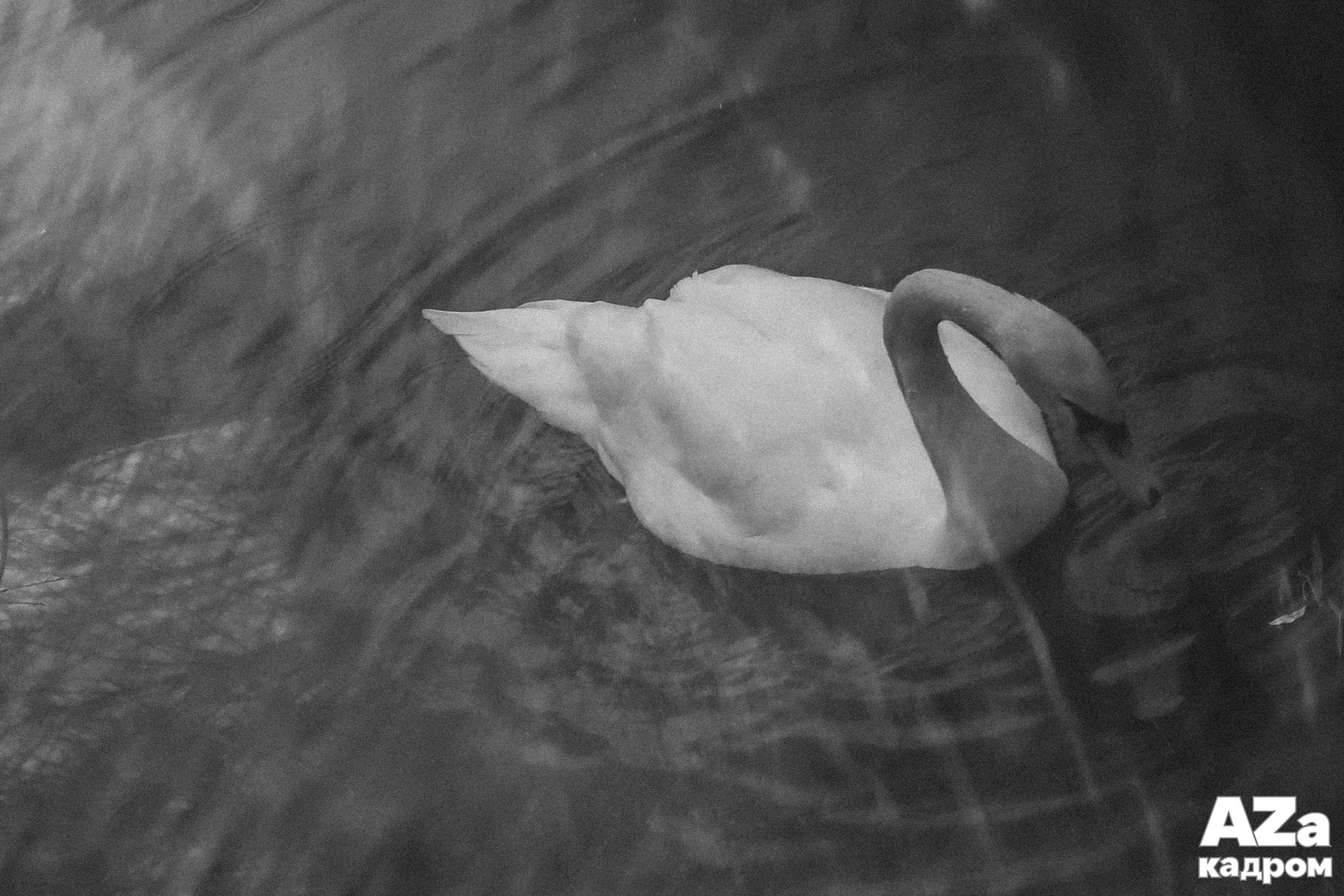 AZакадром «Отражения». Женский семейный фотограф Тула Москва Захарова Анна