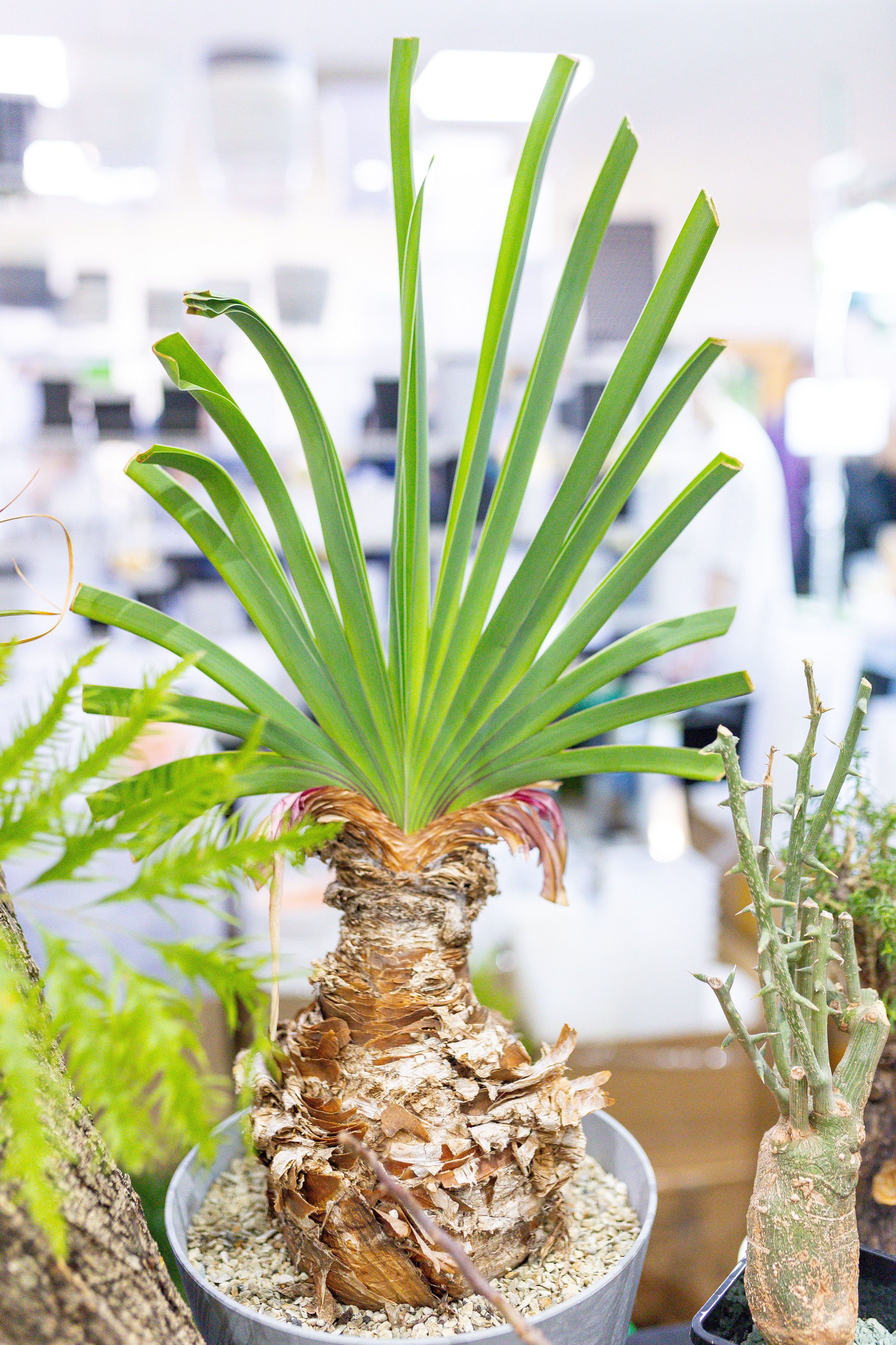 Монстериум 11–12 октября. Александра Куликова фотограф, Москва