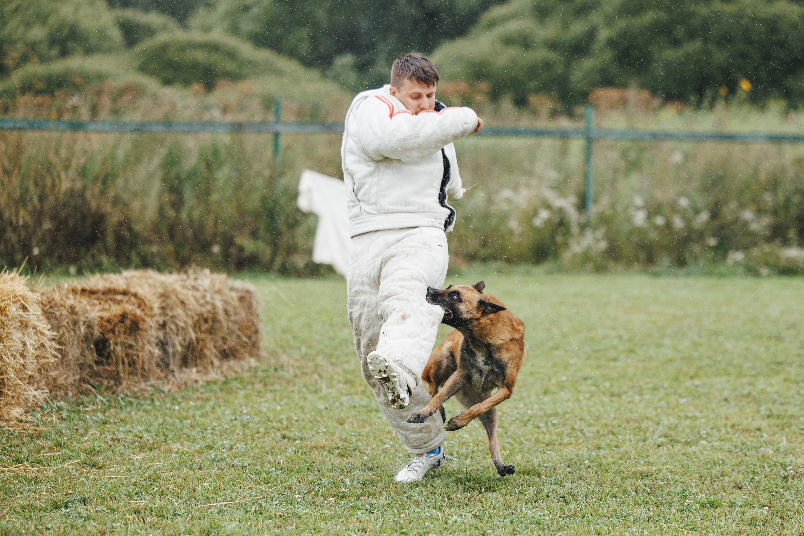 08.08.25-10.08.25 ЧР по мондьорингу г. Вологда. Фотограф-анималист Анна Маринич