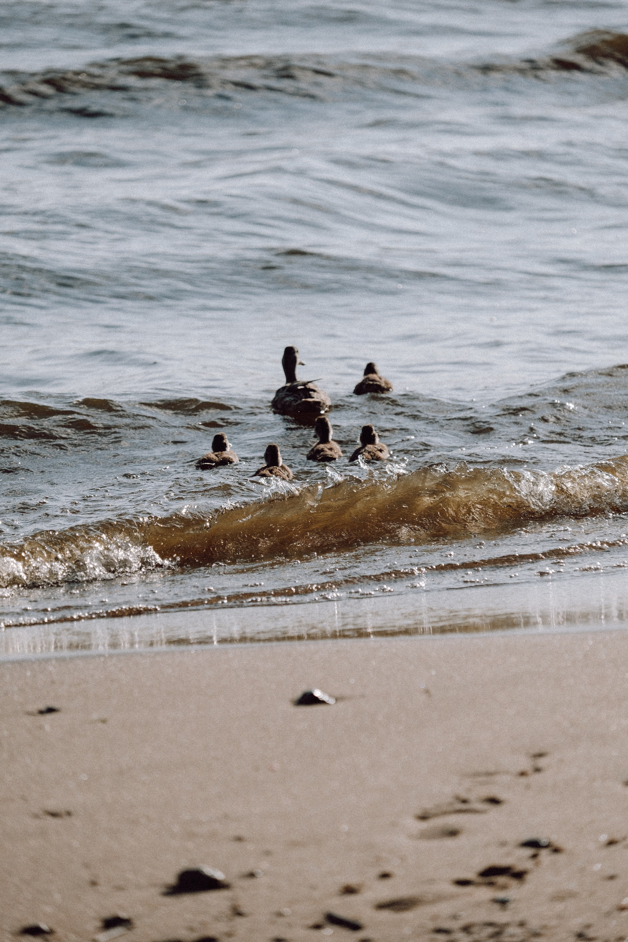 ПРОГУЛКА НА БЕРЕГУ ФИНСКОГО ЗАЛИВА. Профессиональный фотограф, Санкт-Петербург — Виктория Богомолова