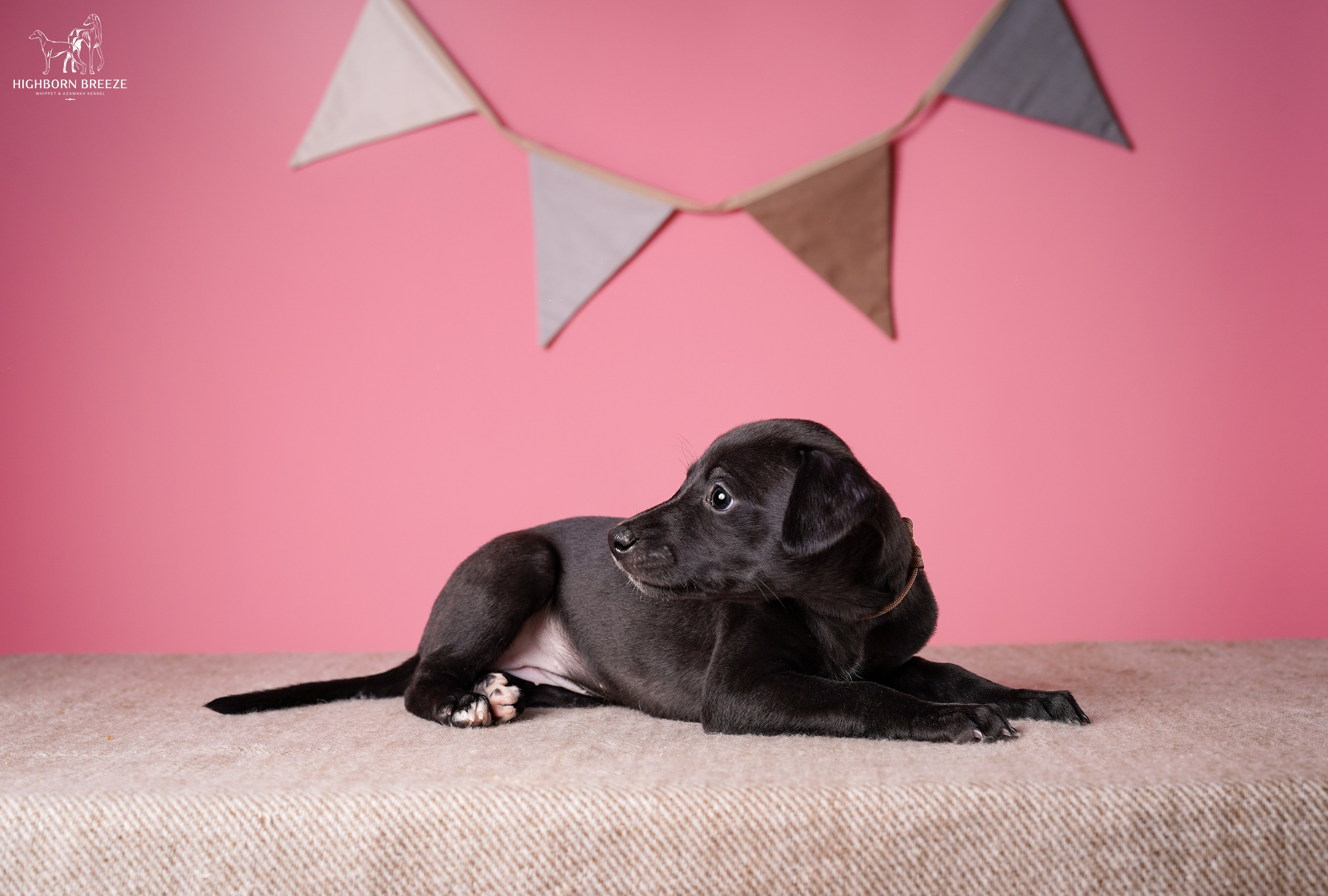 Щенки уиппета. Фотограф-анималист в Санкт-Петербурге Яна Мартынова