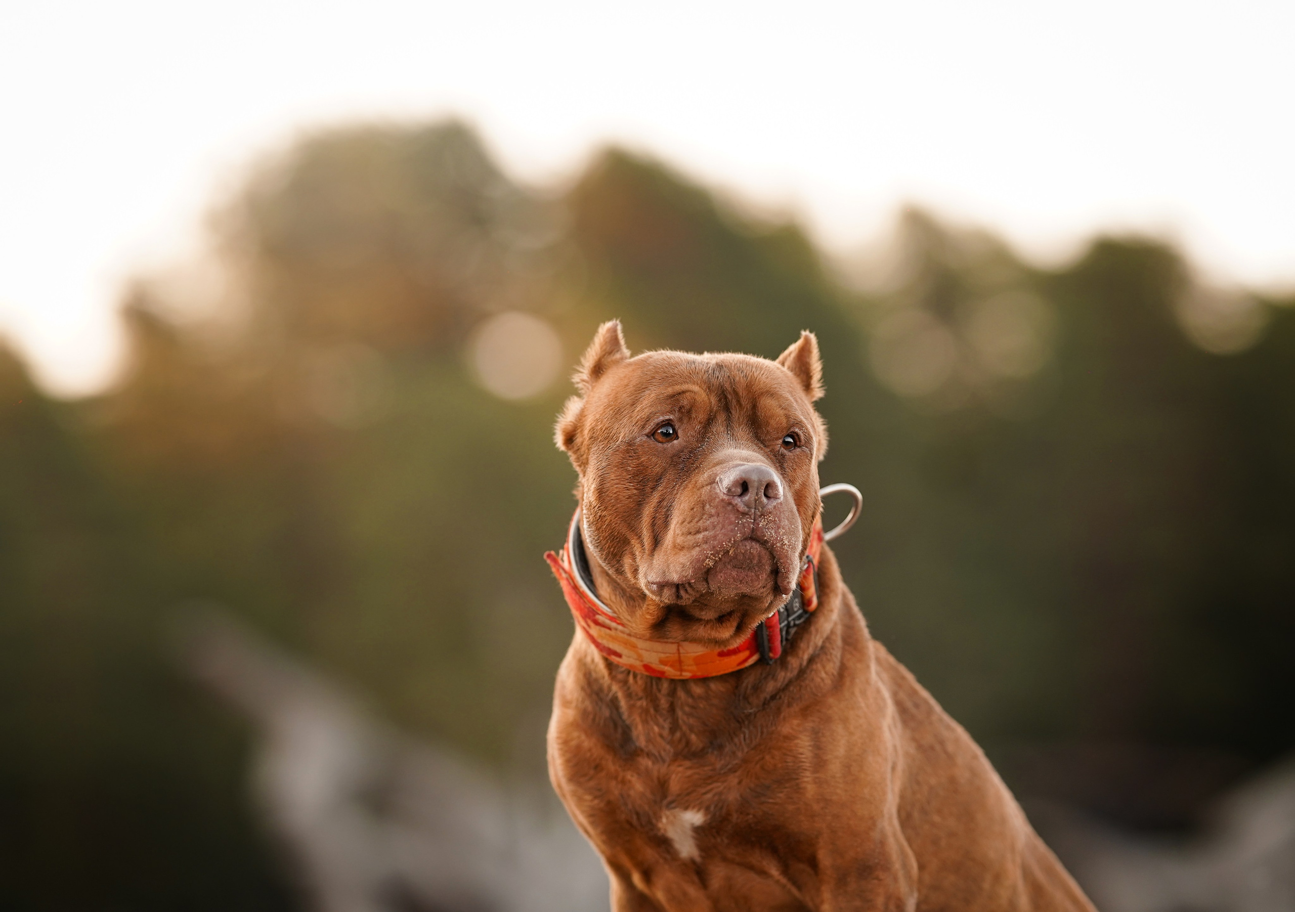 Татьяна Изи и Джем. Фотограф-анималист в Санкт-Петербурге Яна Мартынова