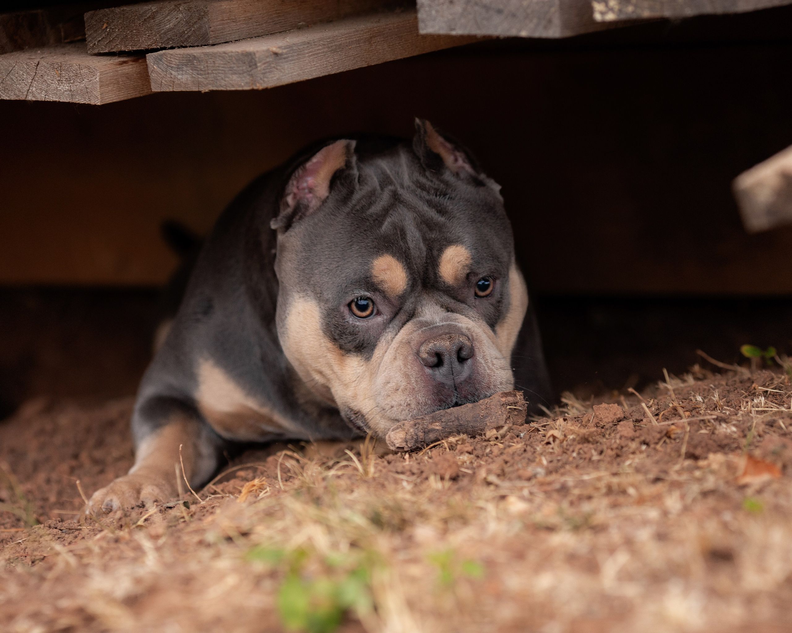 Наталья и булли. Фотограф Анималист в Перми Анастасия Остерман