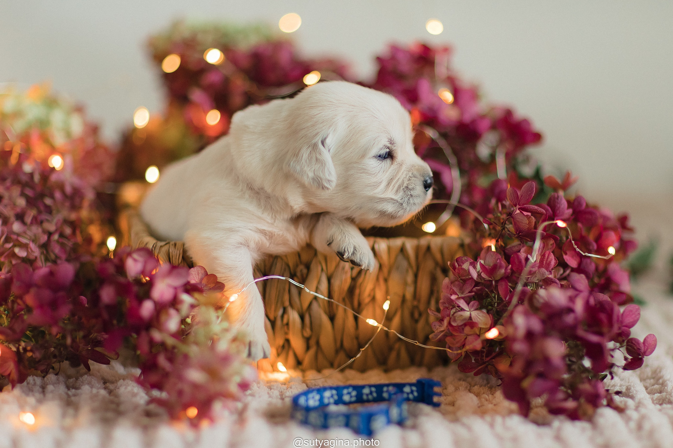 Синий ошейник. Свадебный и женский фотограф