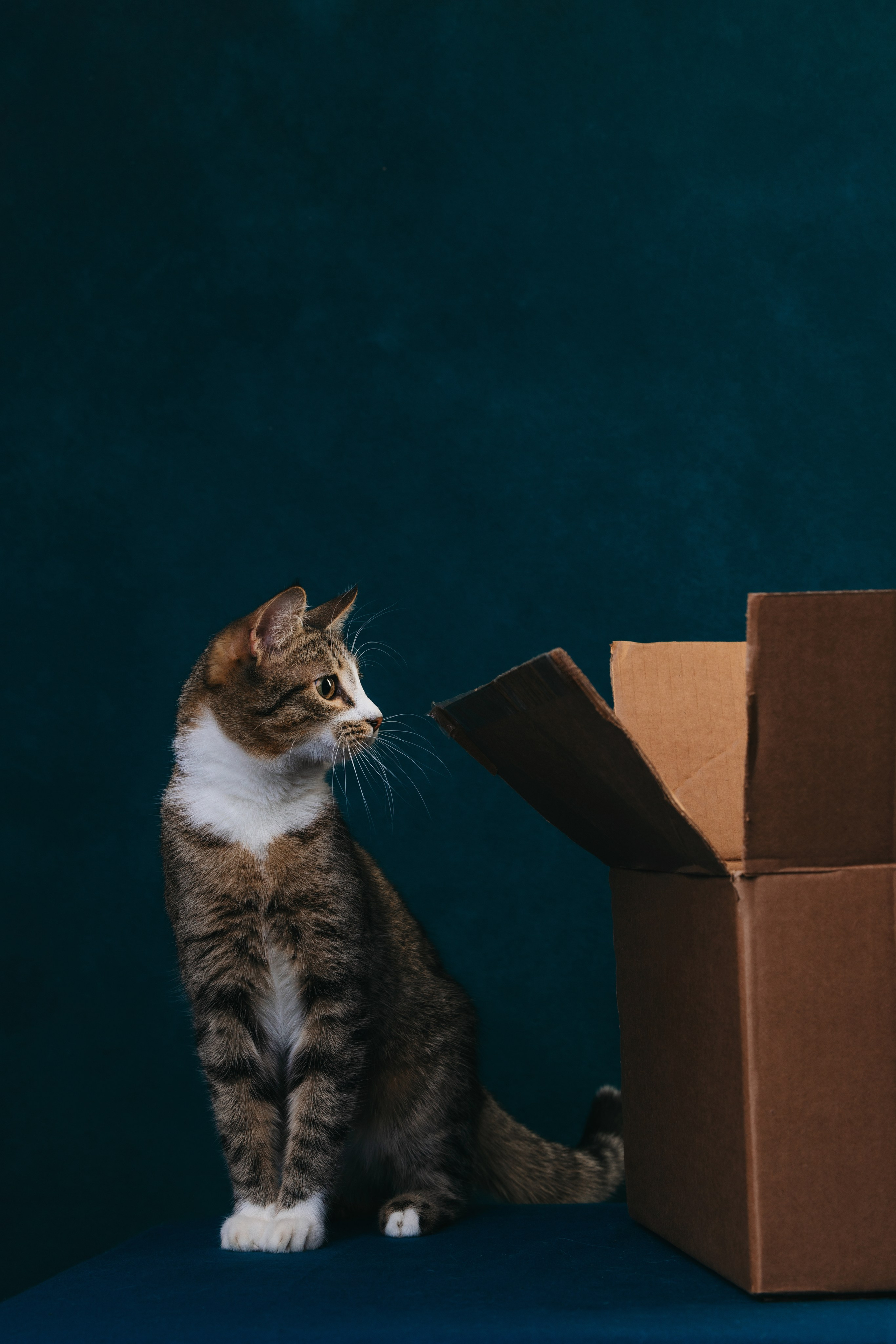 Коты Сет и Квентин. Фотограф анималист Осипчикова Мария