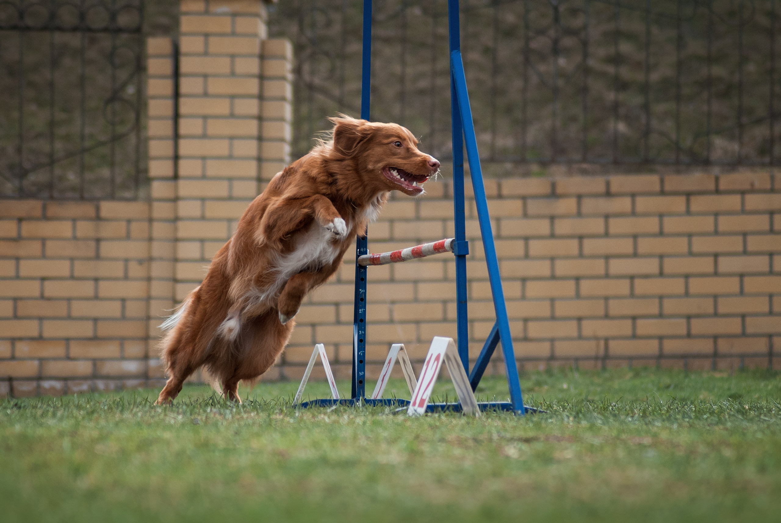 Аджилити. Фотограф в Тюмени Лизавета Сапицкая