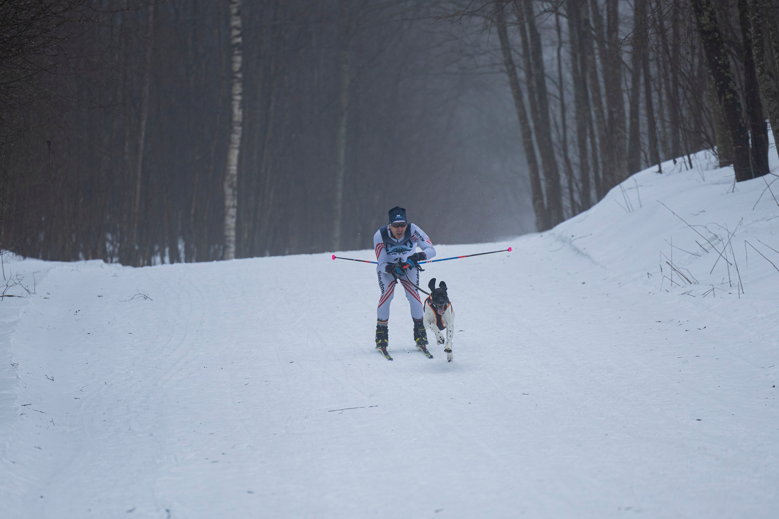 Зимний Чемпионат Санкт-Петербурга по ездовому спорту. Фотограф-анималист Анна Маринич
