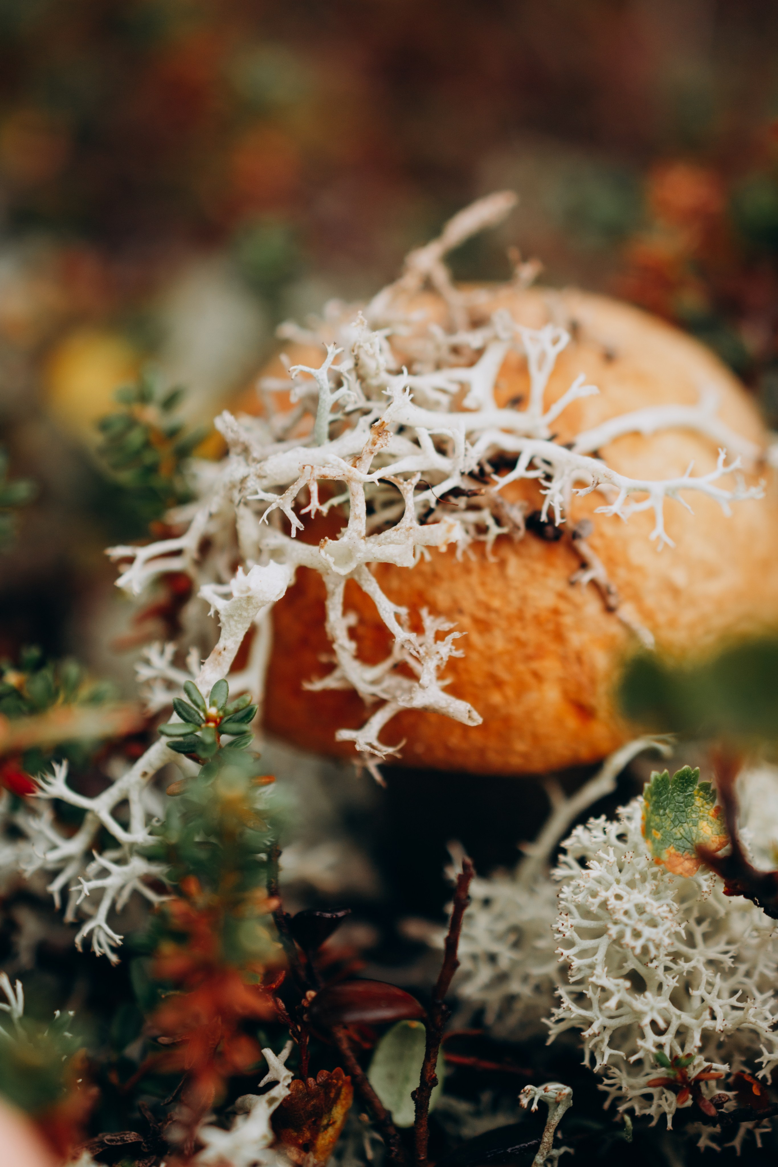АВТОРСКИЕ ОТКРЫТКИ, 150руб. Фотограф Наталья Могилевская Мурманск Териберка Сейдозеро Рыбачий