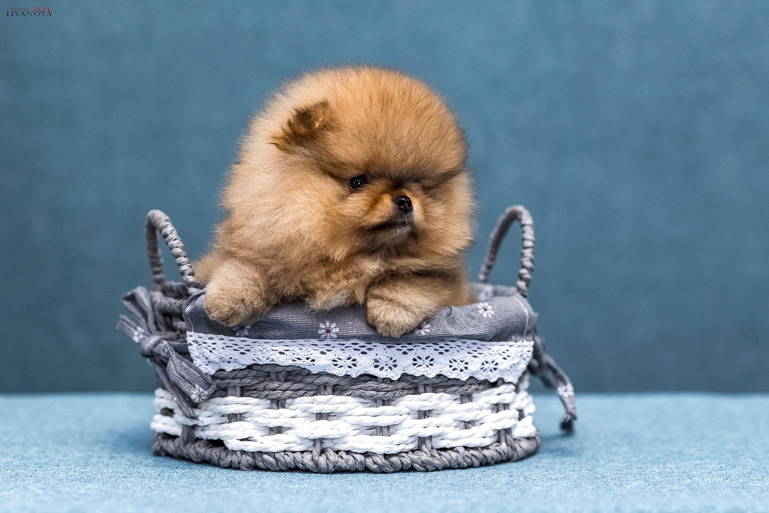 Шпицы. Фотограф анималист Аня Ливанова | Рыбинск