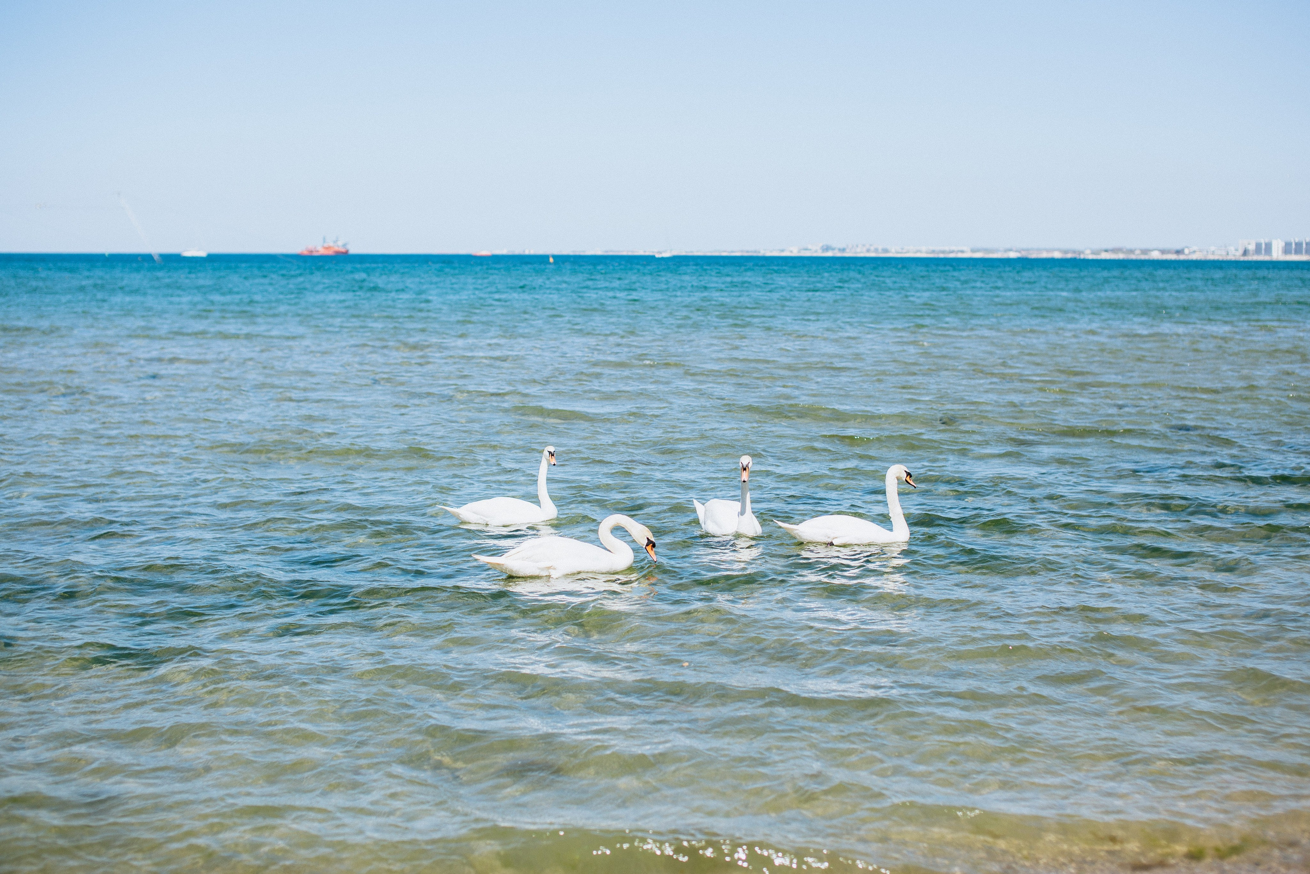 Лебеди на фото в Анапе