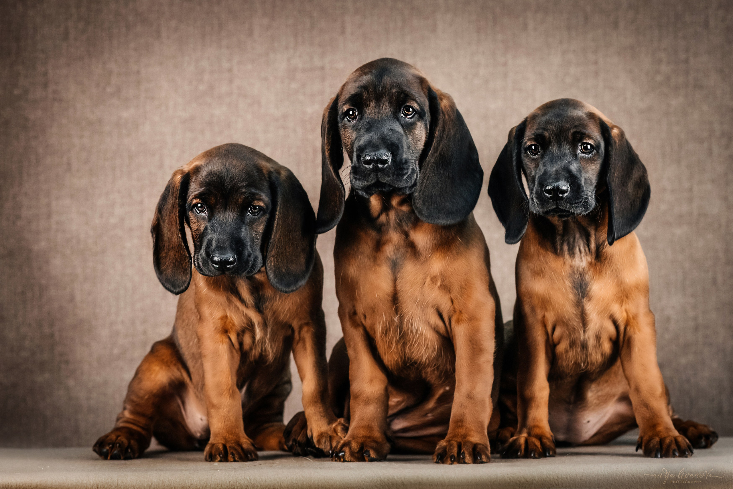 Баварские гончие. Фотограф анималист Аня Ливанова | Рыбинск