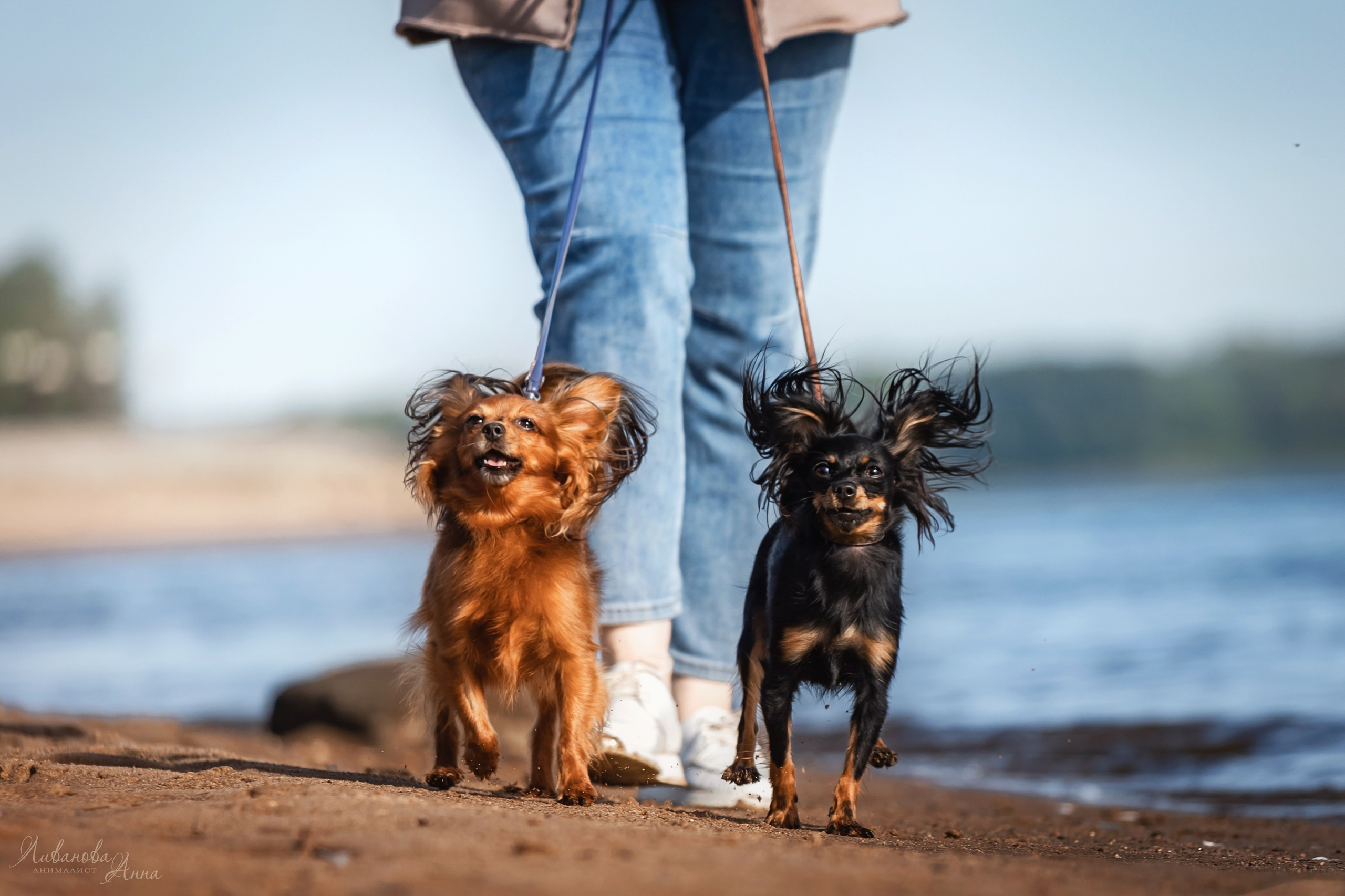 Лена и тойчики. Фотограф анималист Аня Ливанова | Рыбинск
