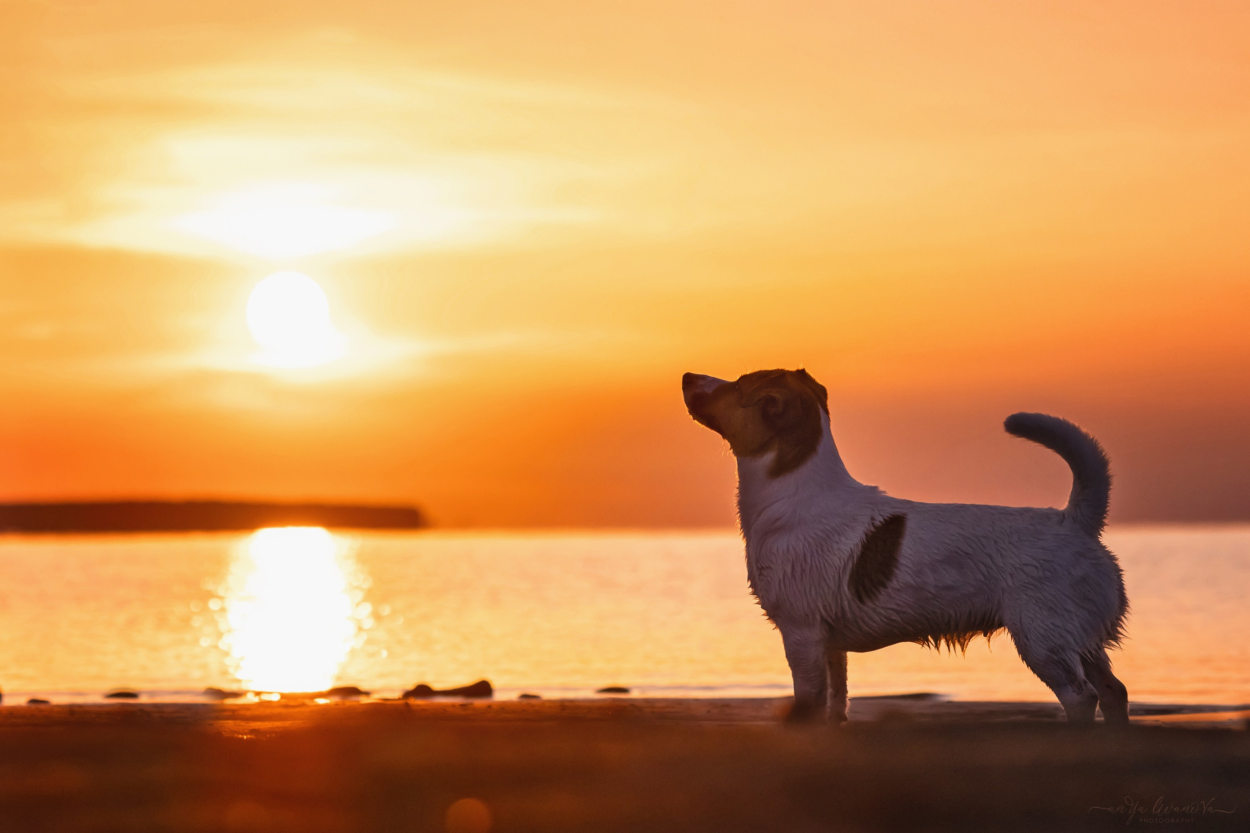 Ляля — Маня — Плюша закат. Фотограф анималист Аня Ливанова | Рыбинск