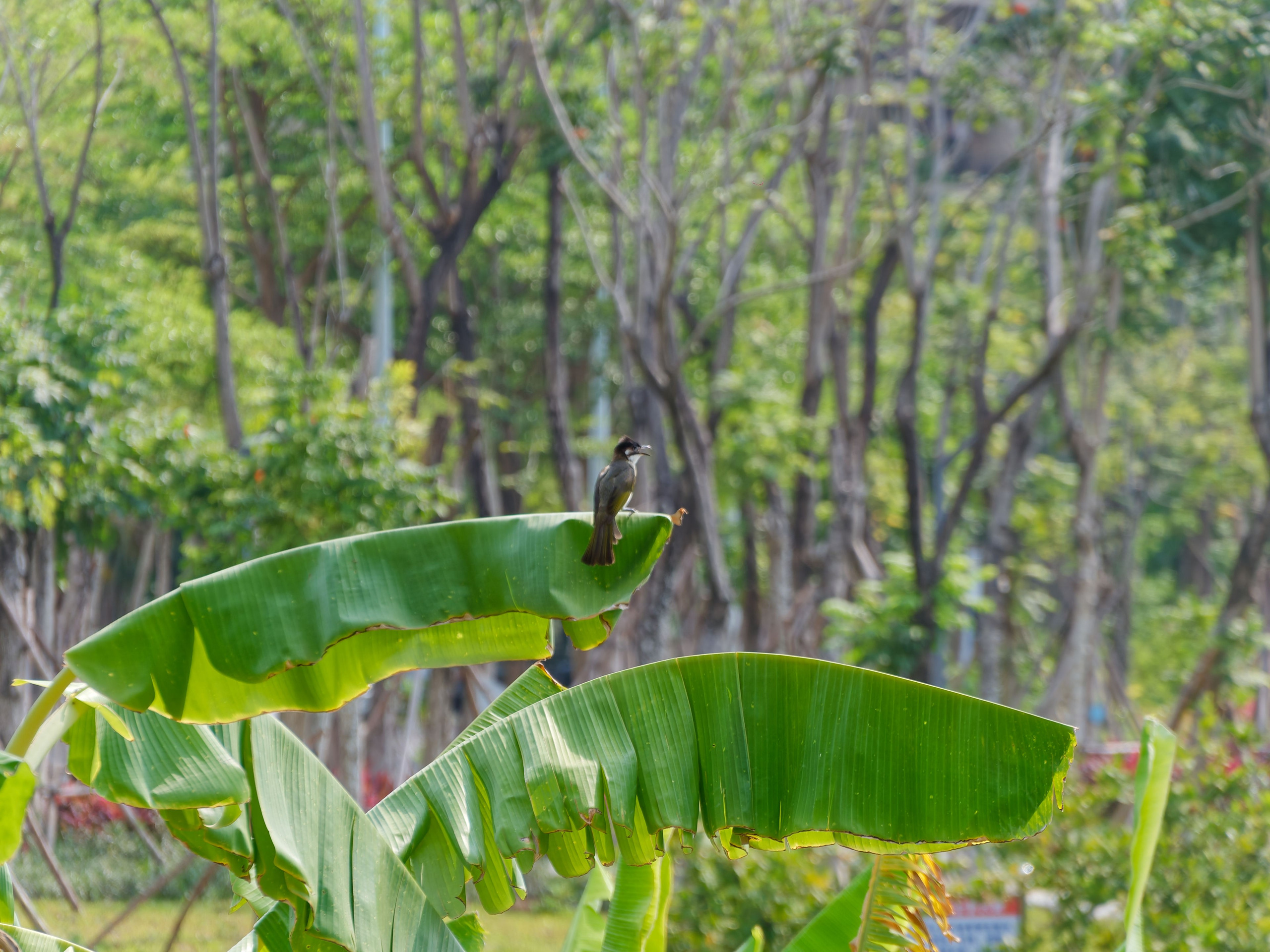 Хайнань 2026, улицы Ялунвань и Саньи. Фотопрогулки по Миру